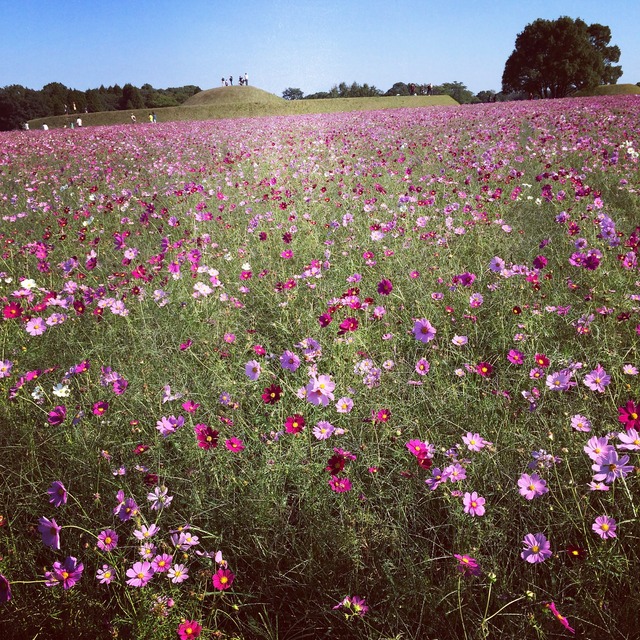 ［布花］コスモス メタルフラワー（ピアス・イヤリング）
