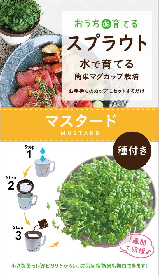 マグカップ水栽培 スプラウトシリーズ マスタード 送料込 選食菜 Sensyokusai
