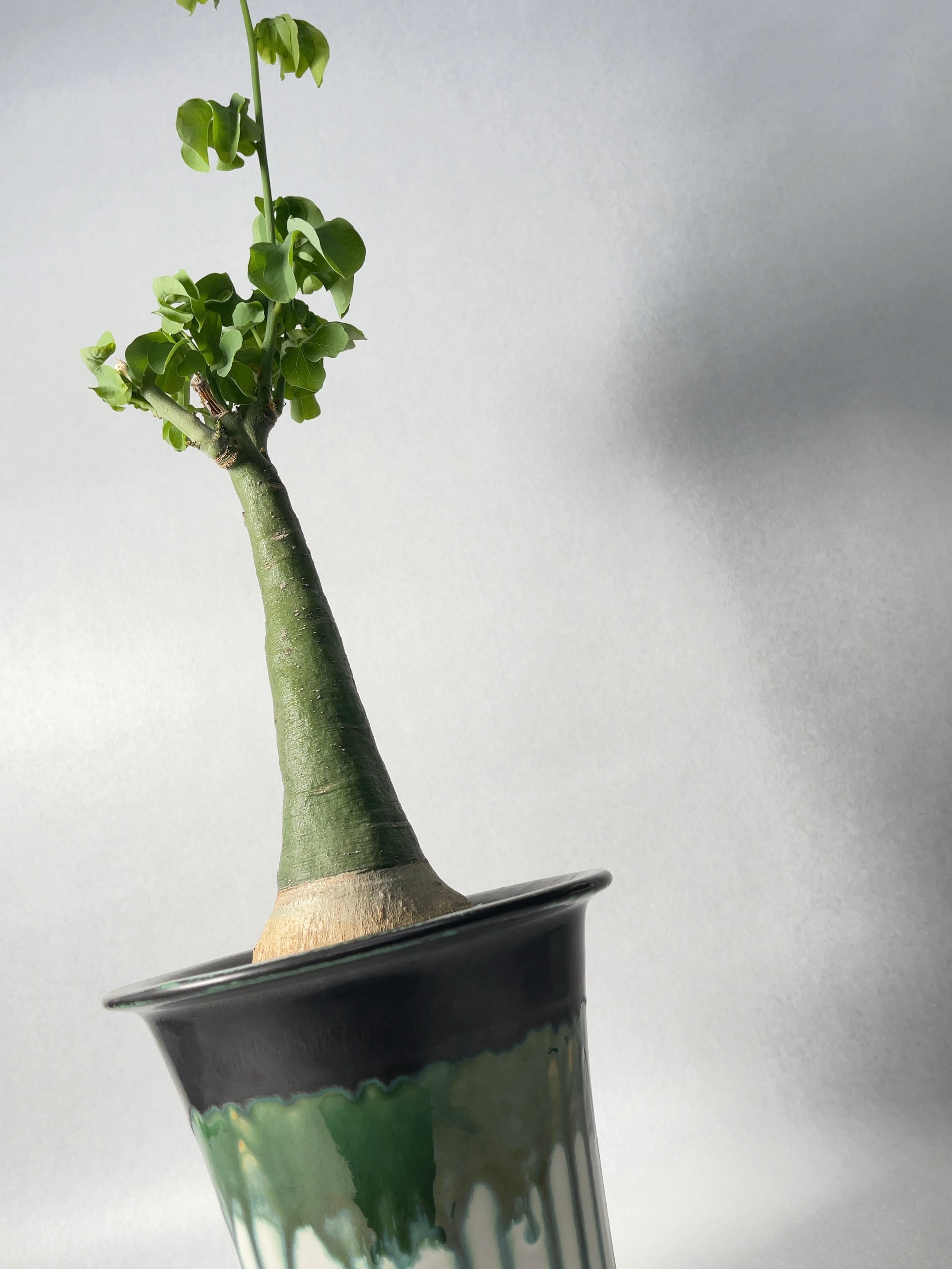 アデニア・グラウカ | trigger