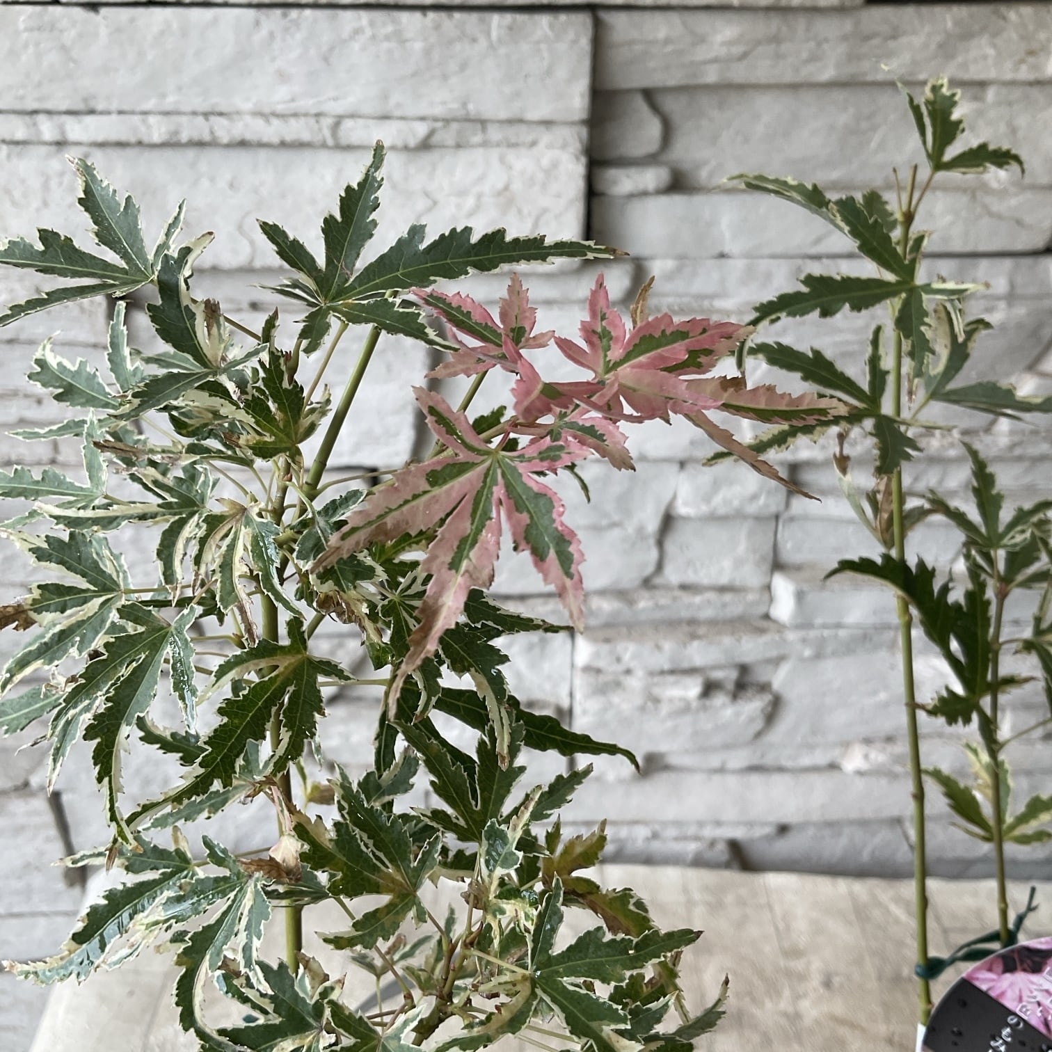 見切品】【観葉植物】カラテア ホワイトフュージョン 3.5寸ポット