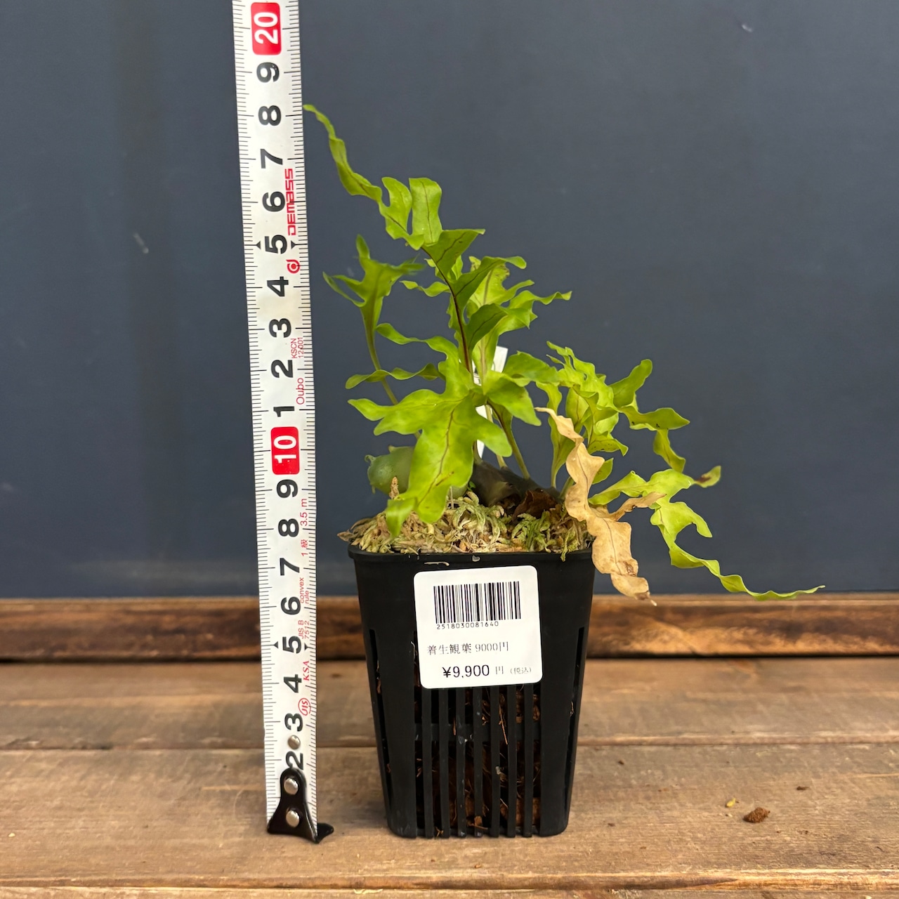 レカノプテリス balgooyi【181】