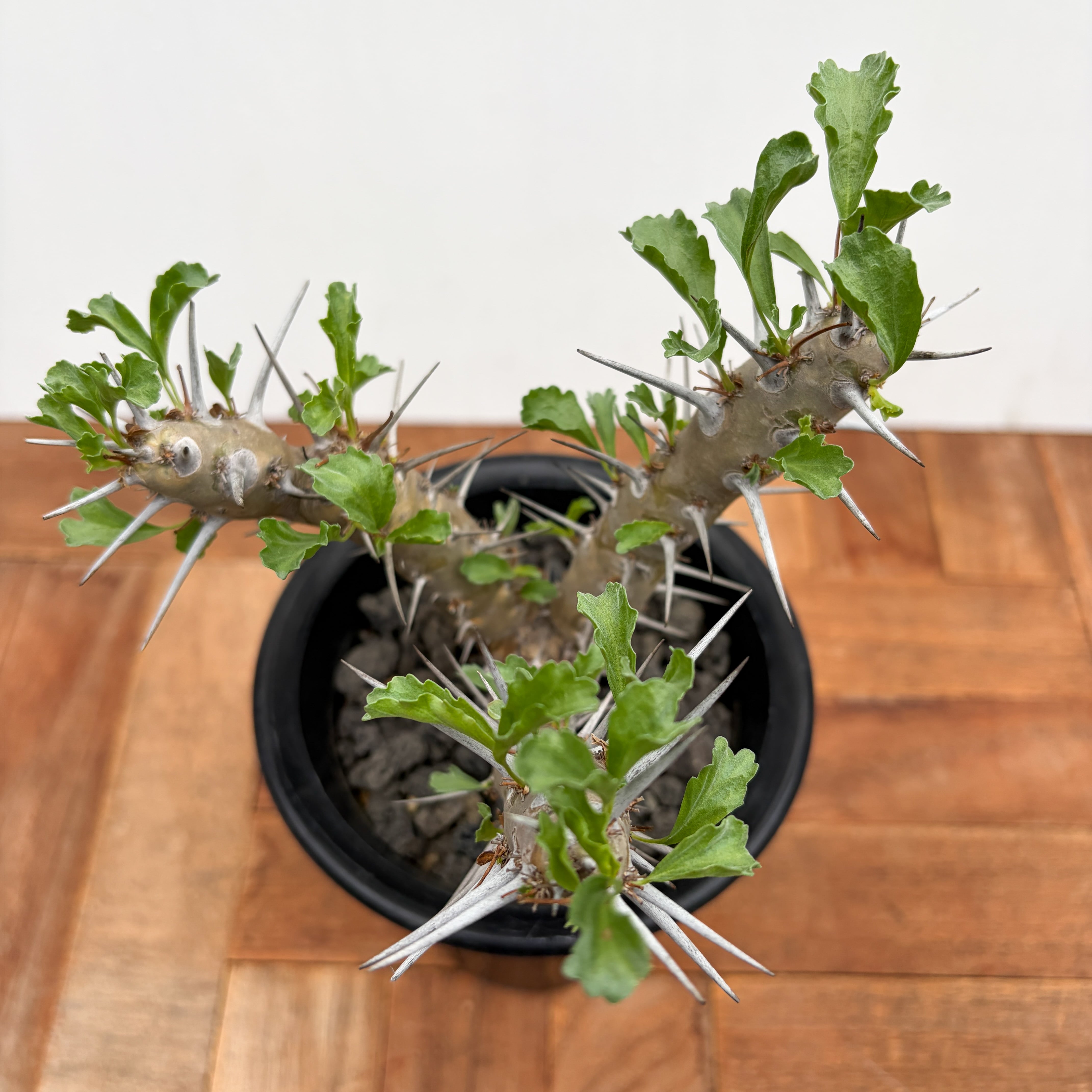 Sarcocaulon crassicaule【サルコカウロン・クラシカウレ】 | RIMO'S