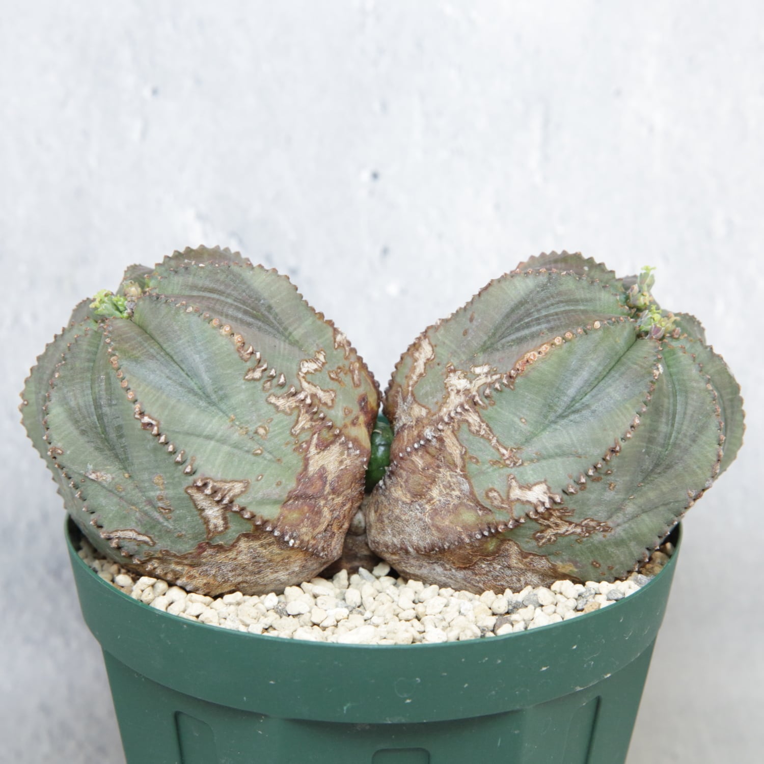 ユーフォルビア 群生 メス株 メス株 最大幅 約13.6cm ダブルヘッド オベサ / ユーフォルビア