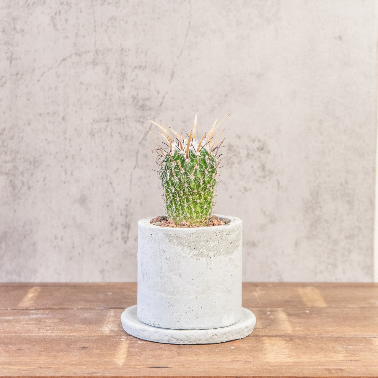 エレクトセントルス｜クラウン状のトゲ飾りが特徴的なインテリアサボテン【一点物／手づくりモルタル鉢】