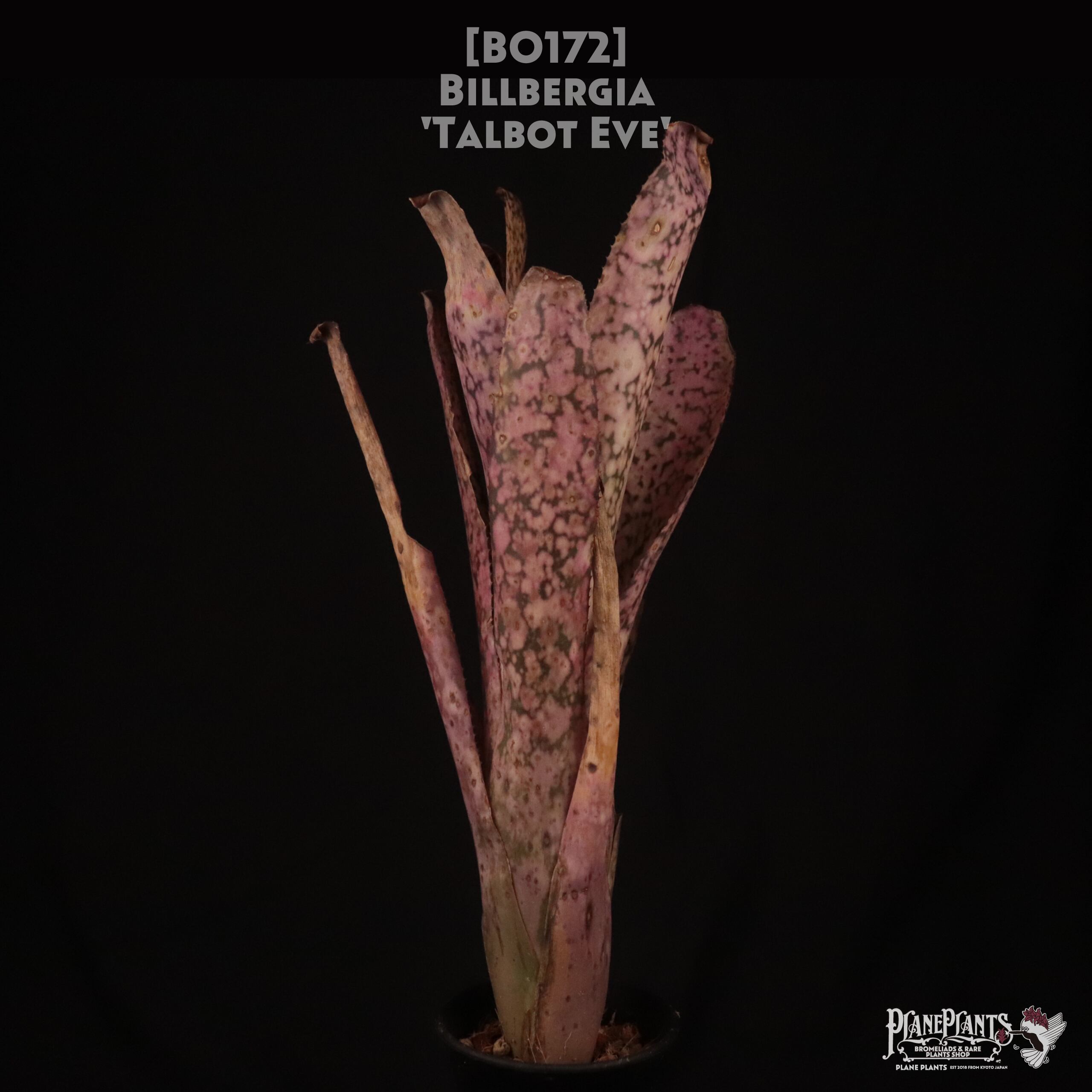 送料無料】Billbergia 'Talbot Eve'〔ビルベルギア〕現品発送 送料無料】Billbergia 'Talbot Eve'〔ビルベルギア〕現品発送