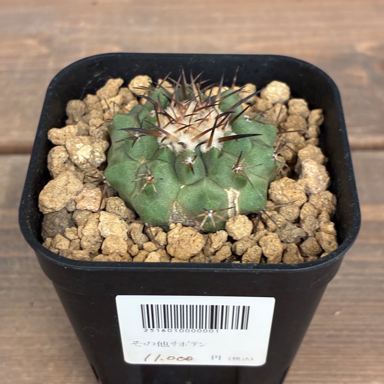 【Copiapoa】サボテン　コピアポア　黒王丸実生【356】【再撮影】