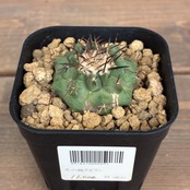 【Copiapoa】サボテン　コピアポア　黒王丸実生【356】【再撮影】