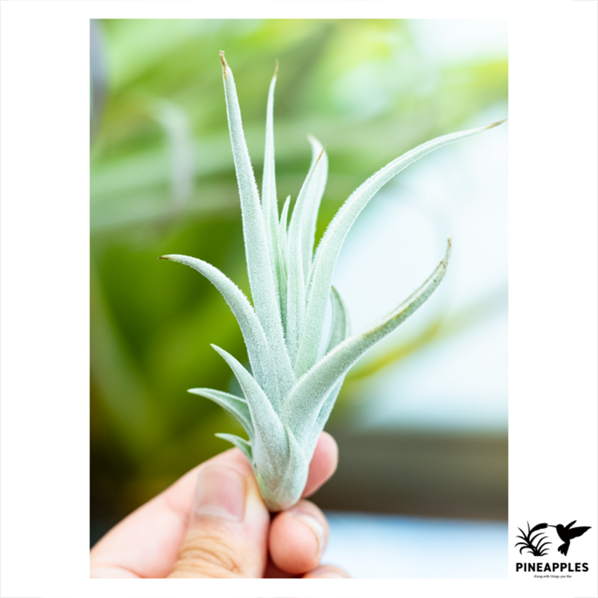 Tillandsia SP Brazil ティランジア 0545249b5715addc7fcf3c73697a31