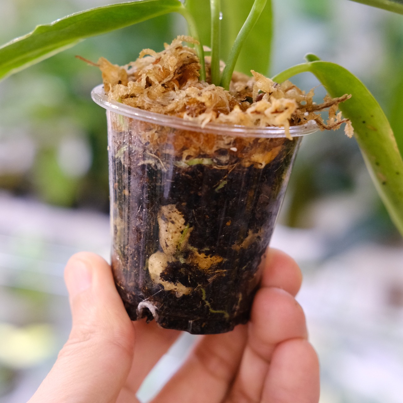 アンスリウム ワロクアーナム / Anthurium Warocqueanum⑭ / 観葉植物<育て方・花言葉>