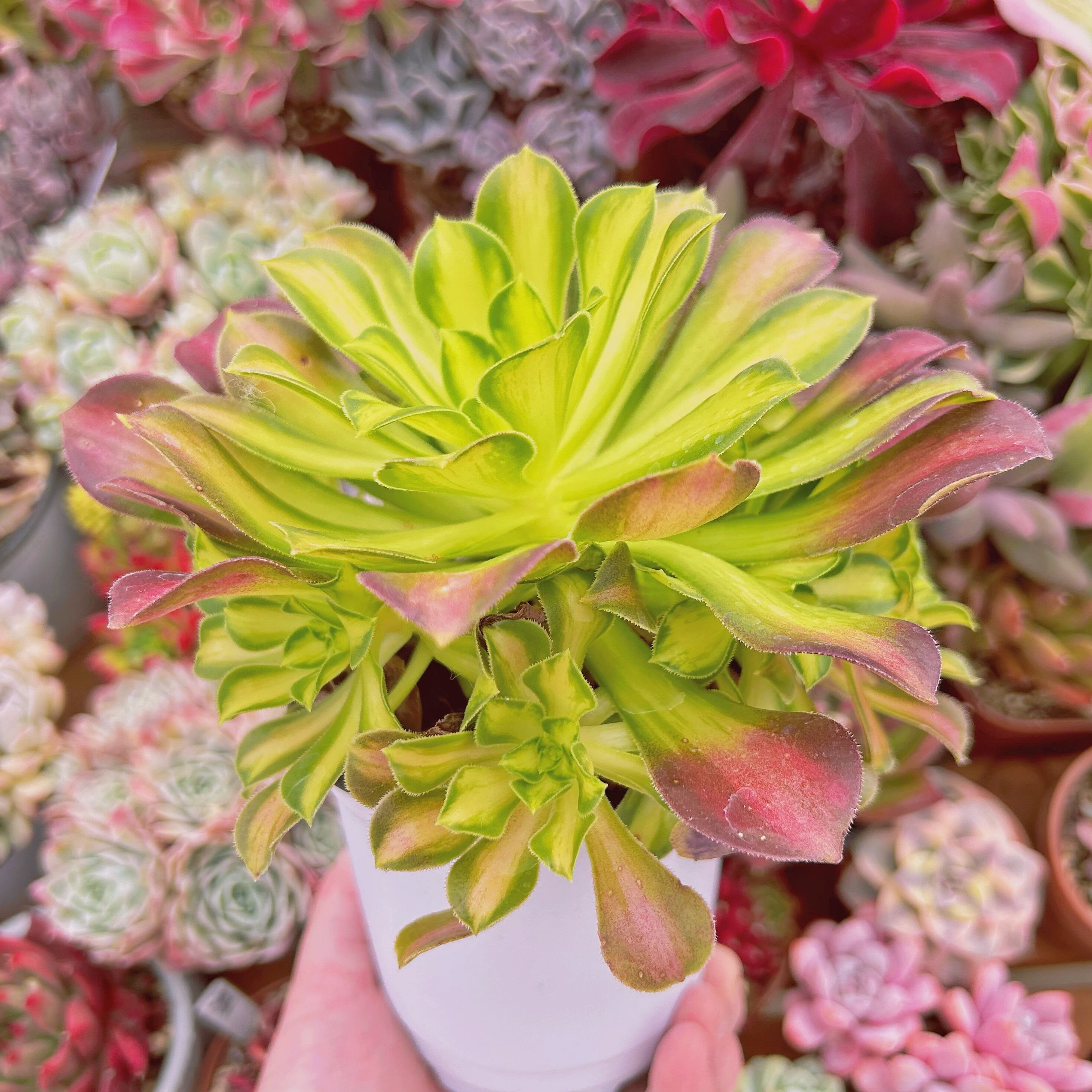 #574現物　多肉植物　パラダイス錦　特大群生　抜き苗