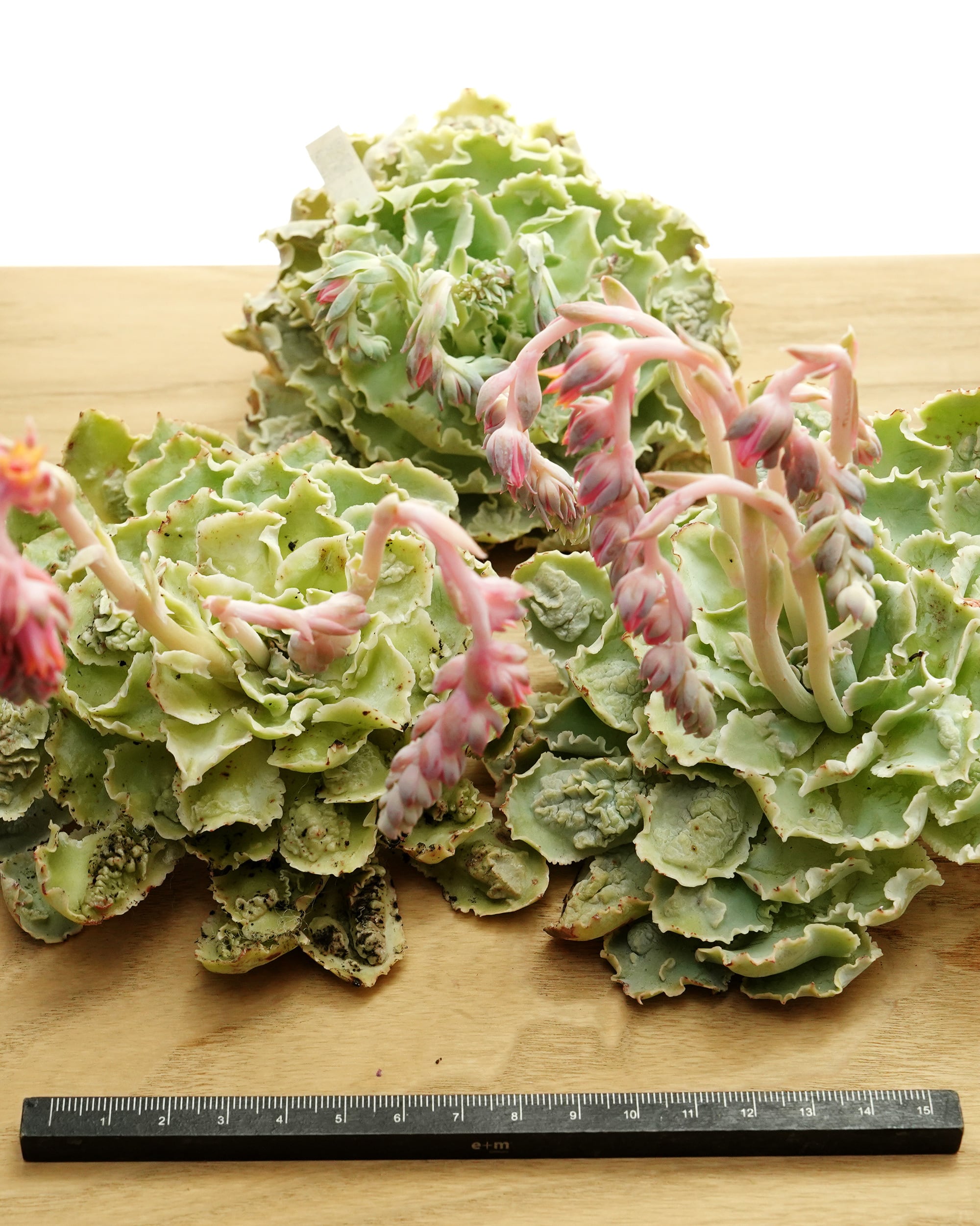 発根済カット苗 シャビアナ コブ化 巨大苗 Echeveria shaviana 'Pink