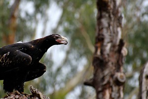 オナガイヌワシ / Wedge-tailed Eagle 02