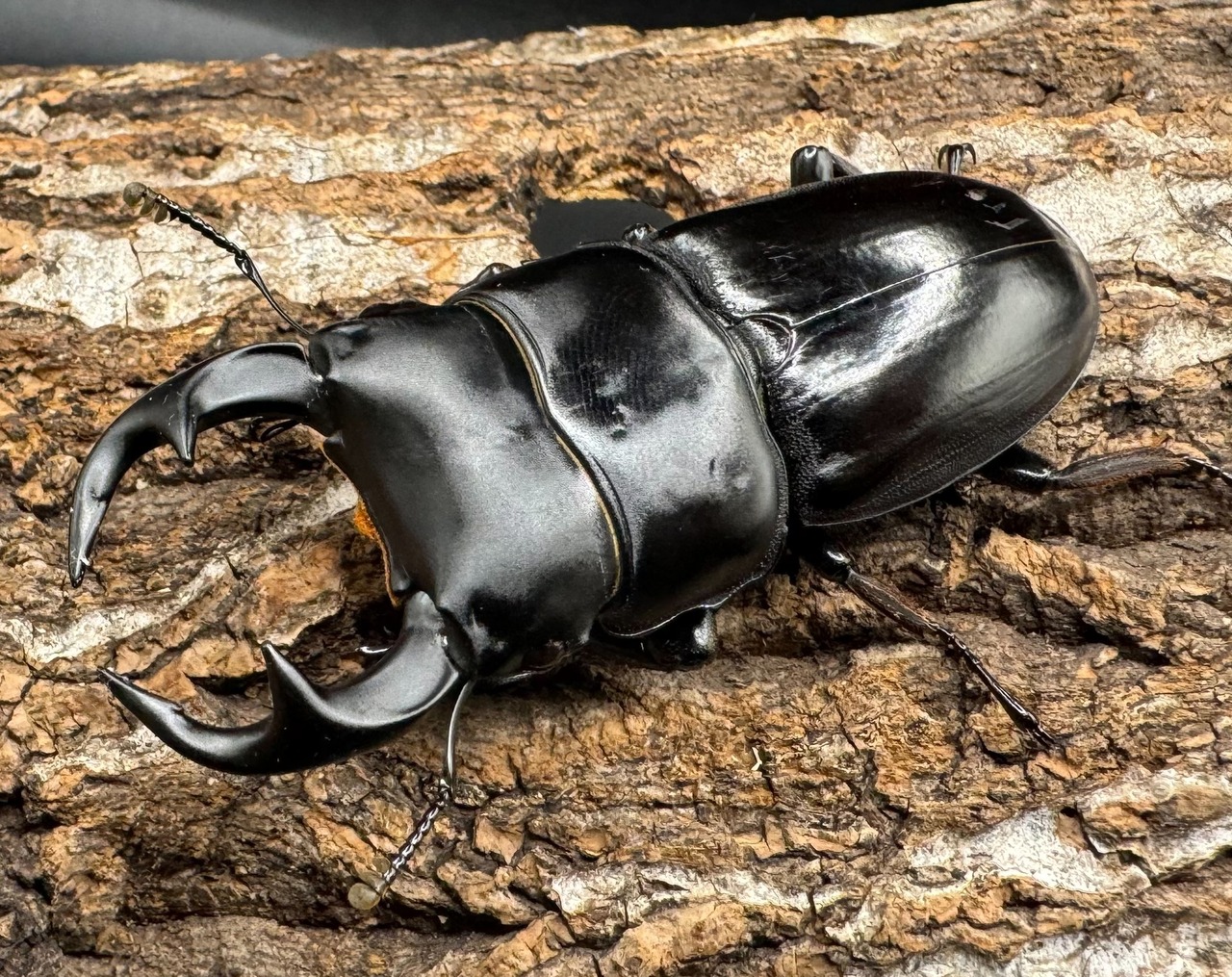 【WD】《クルビデンスオオクワ タイ産 64.5mm ペア》