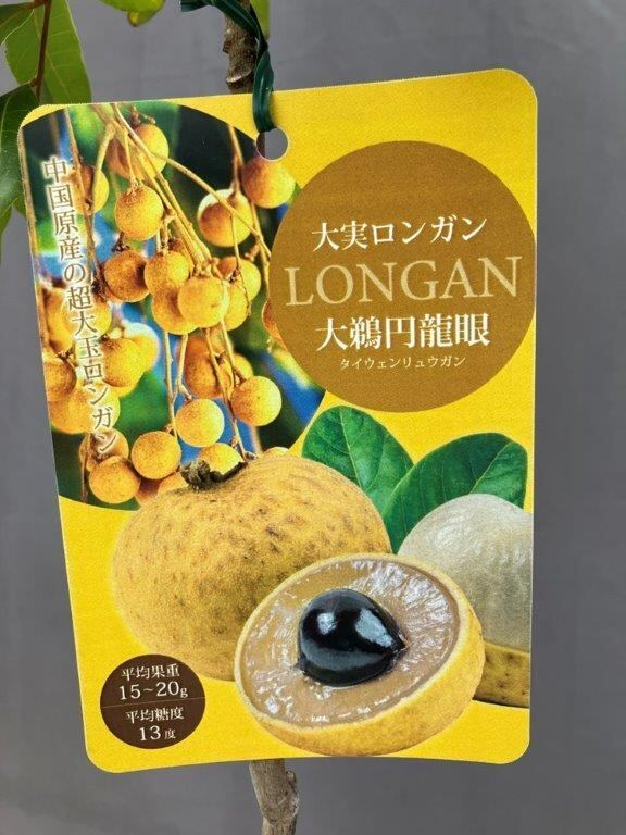 大実ロンガン・大鵜円龍眼（タイウェンリュウガン）接木苗 | 日本