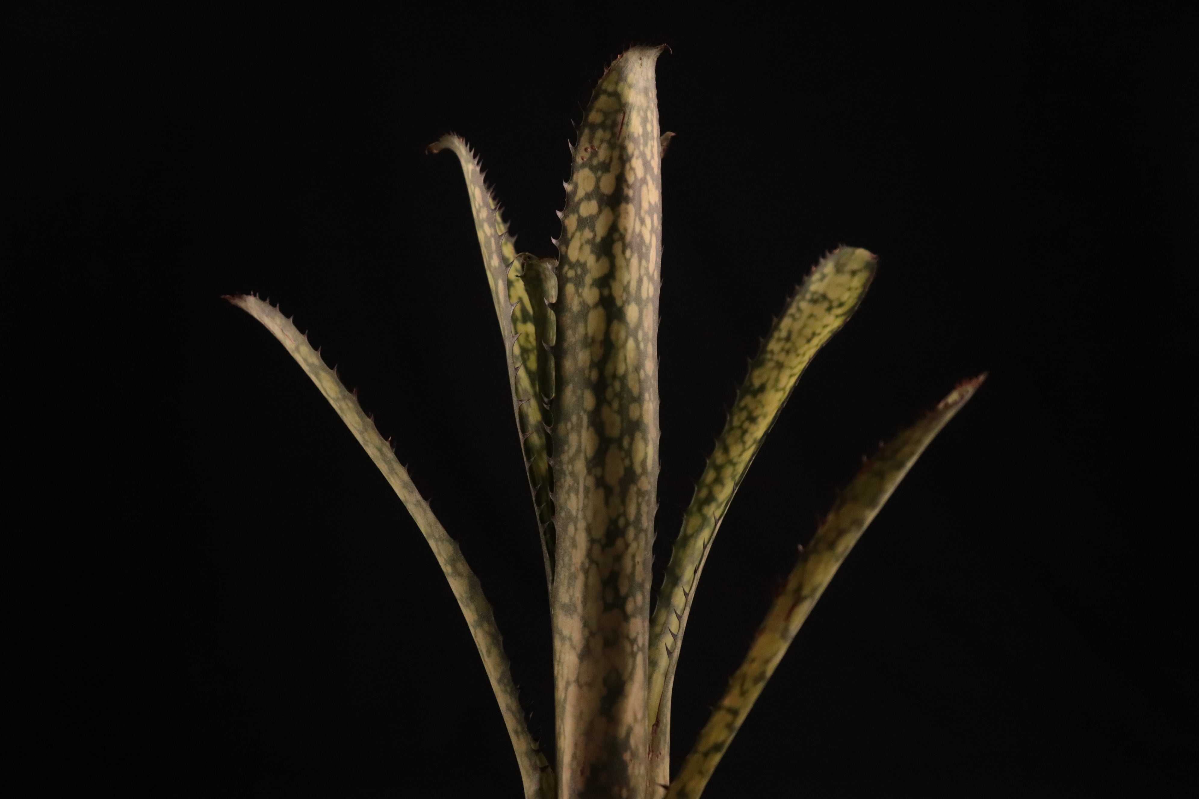 ブロメリア・エアープランツ Billbergia Kolan Crunch 送料無料】Billbergia 'Kolan Apocalyptic' x 'Kolan Crunch
