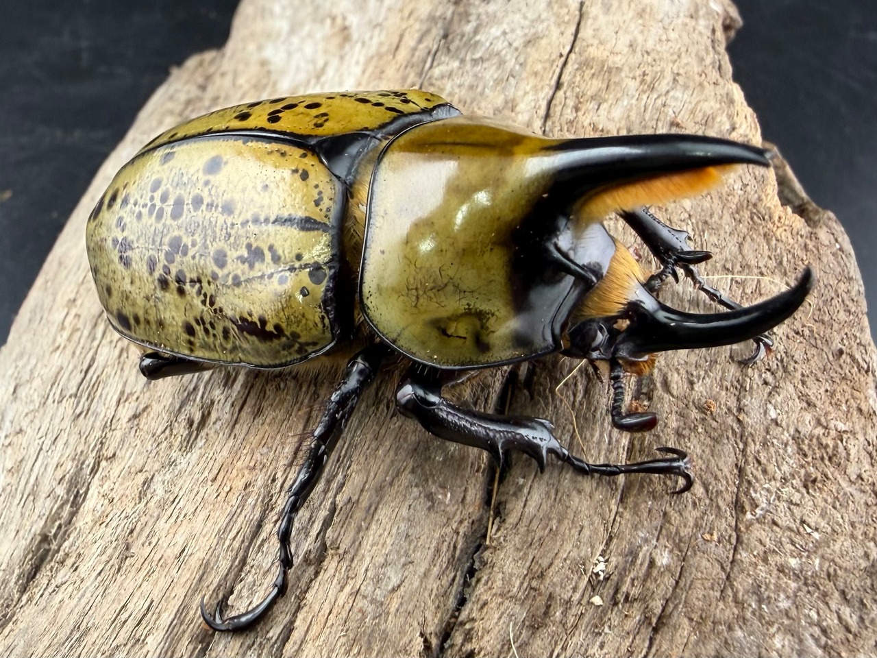 《ヒルスシロカブト 58mm ペア》