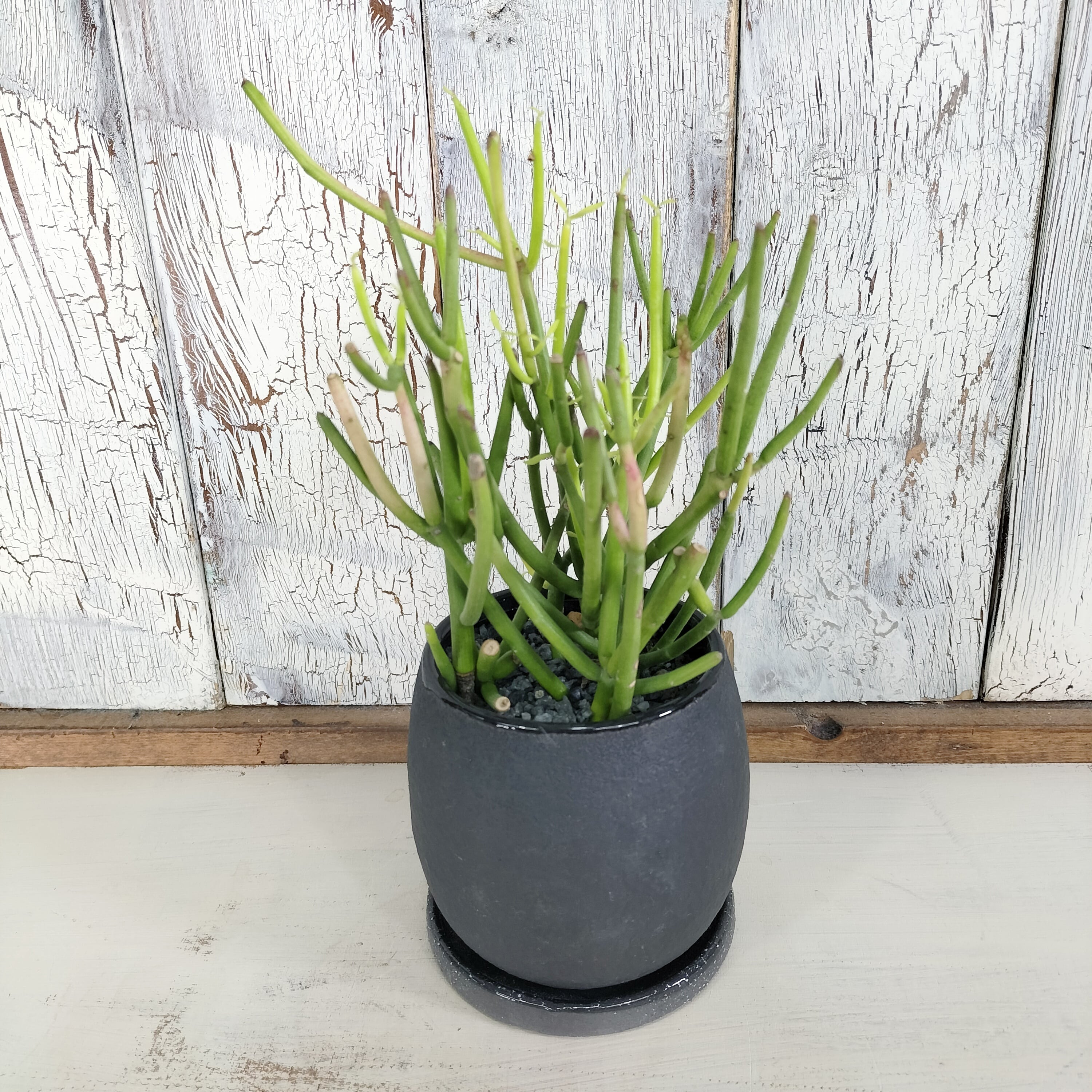 ミルクブッシュ 観葉植物 | PAY ID