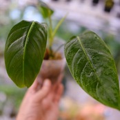 フィロデンドロン パトリシアエ / Philodendron patriciae⑤ / 観葉植物