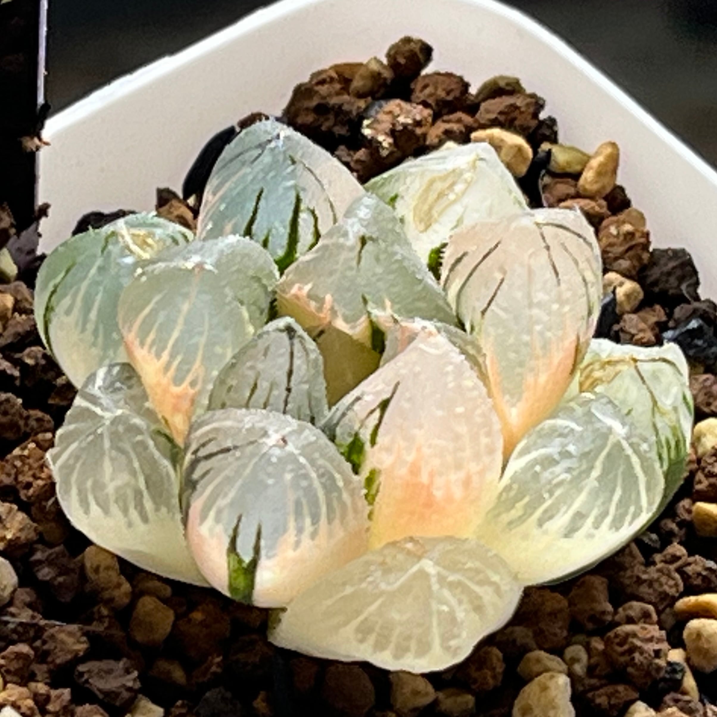 ハオルチア ブルコン般若 | mocono_plants