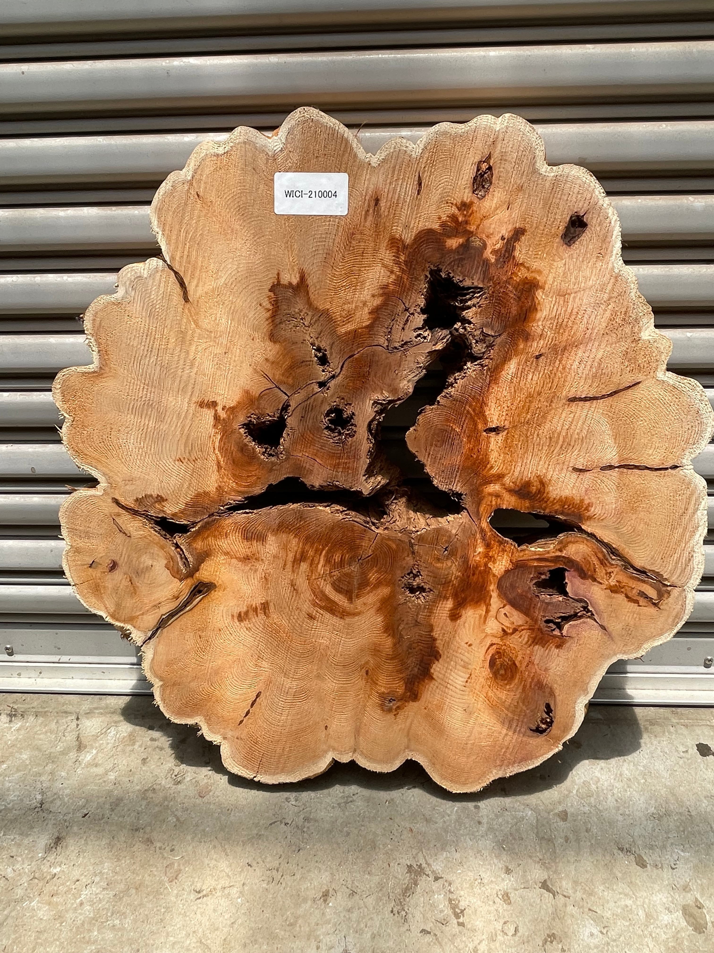 貝塚伊吹（カイヅカイブキ）輪切り | automnforest workshop