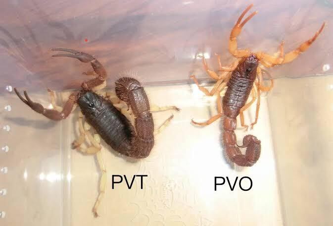 牛殺蠍最大種】Parabuthus villosus typical 全長5cm程 標本 ブラック