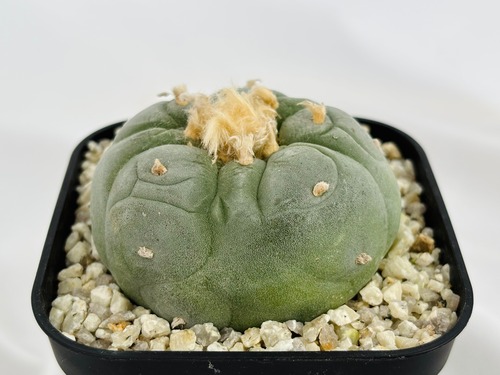 Lophophora williamsii var. decipiens　ロフォフォラ　大疣銀冠玉　サボテン