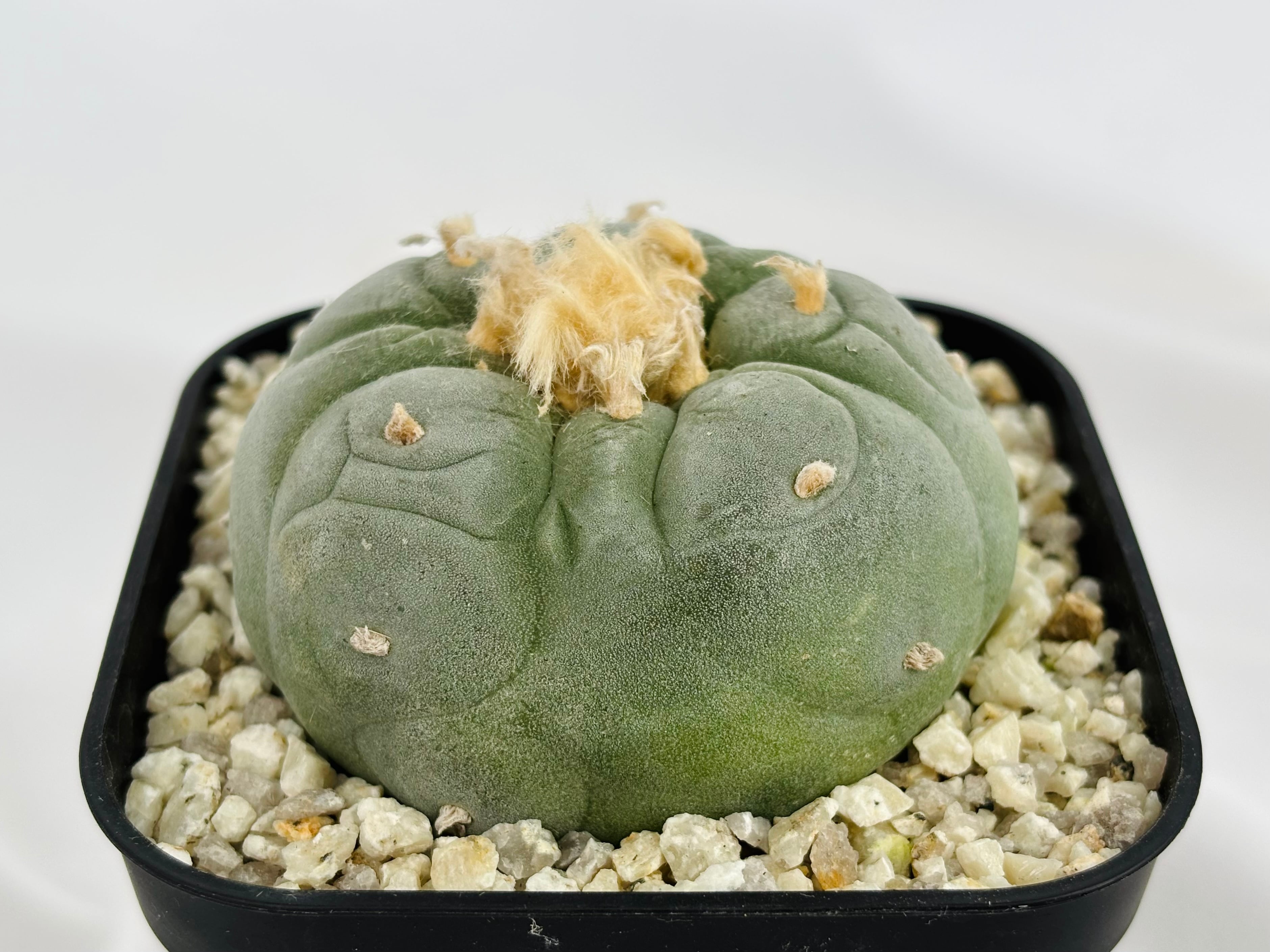 Lophophora williamsii var. decipiens ロフォフォラ 大疣銀冠玉 サボテン