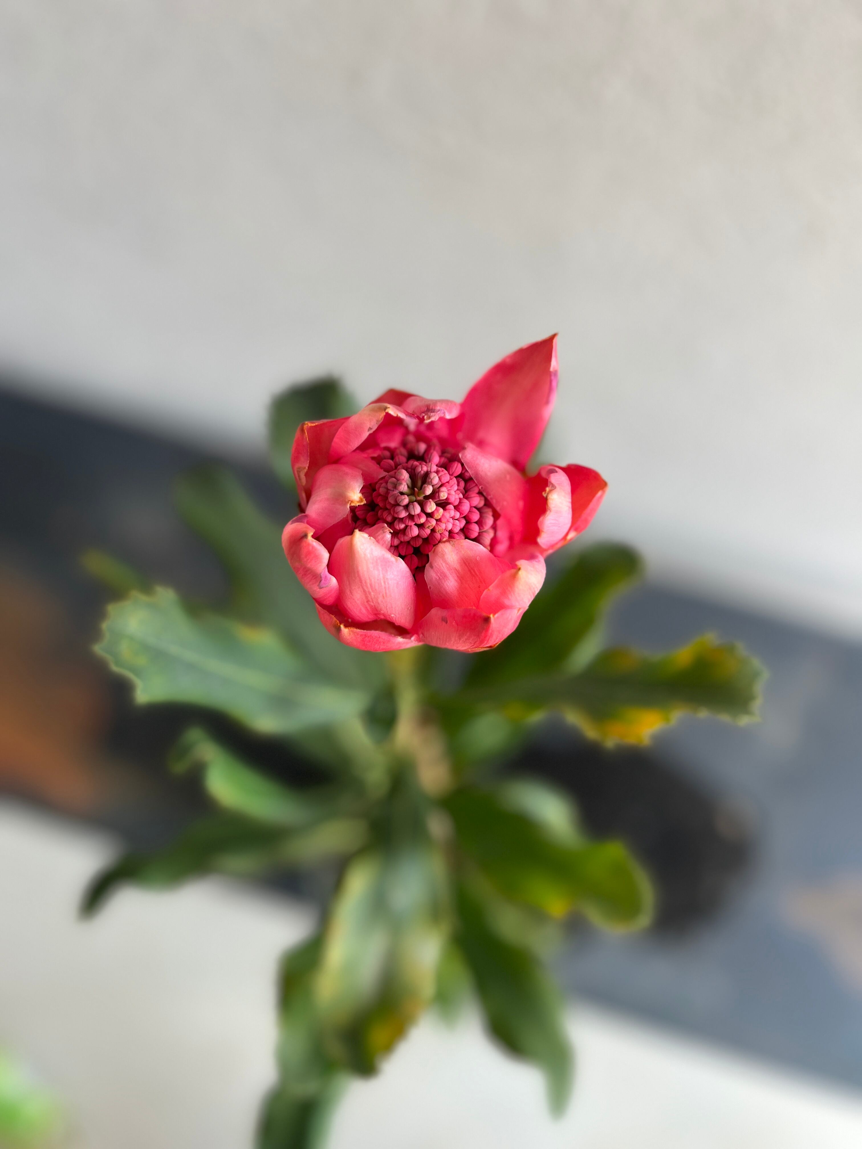 テロペアエンチャンテッドドーン激レア新品種！