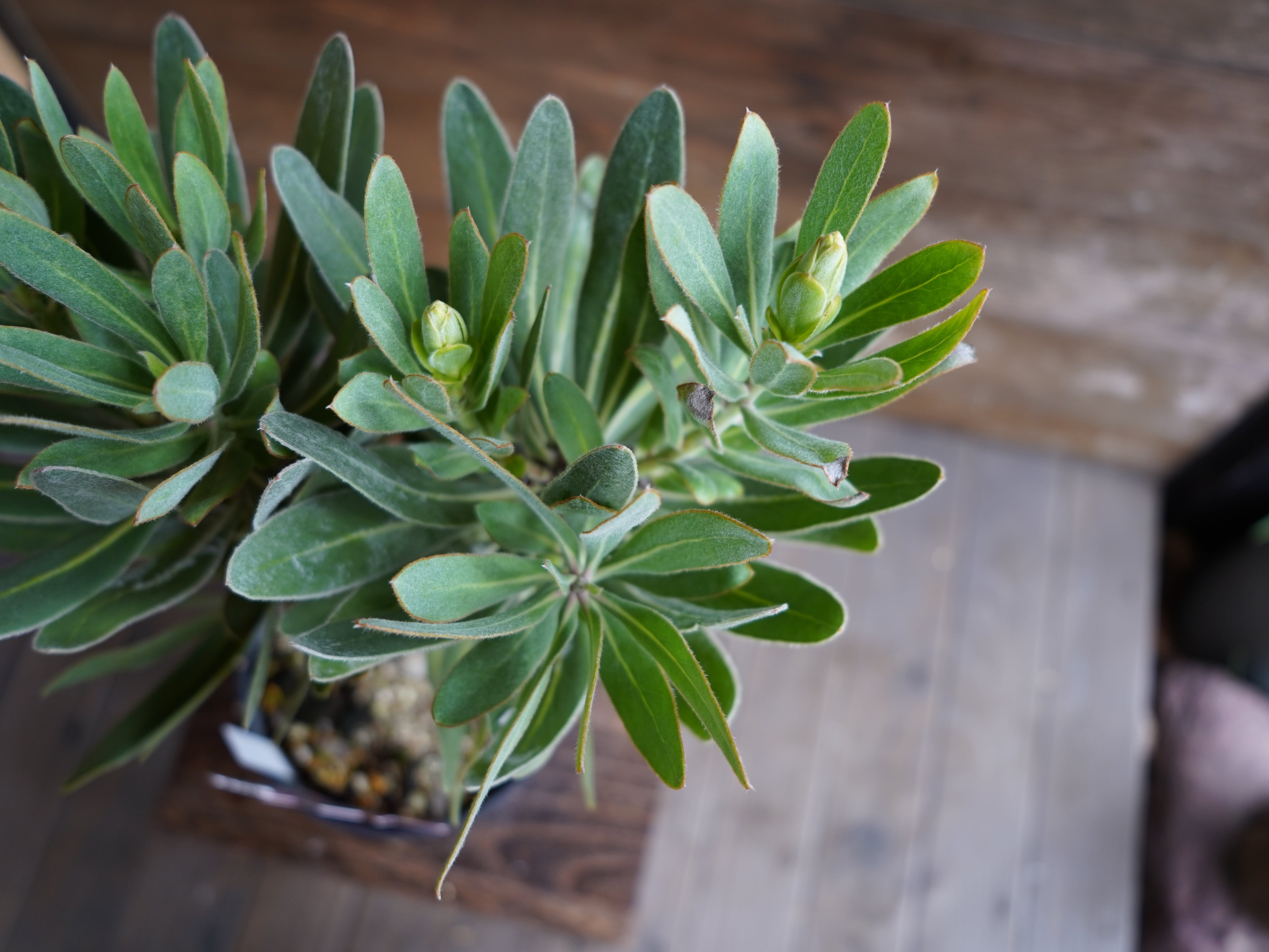 【現物】プロテア ”スペシャルピンクアイス” B