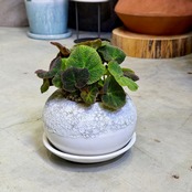 ベゴニア・ソリムタータ