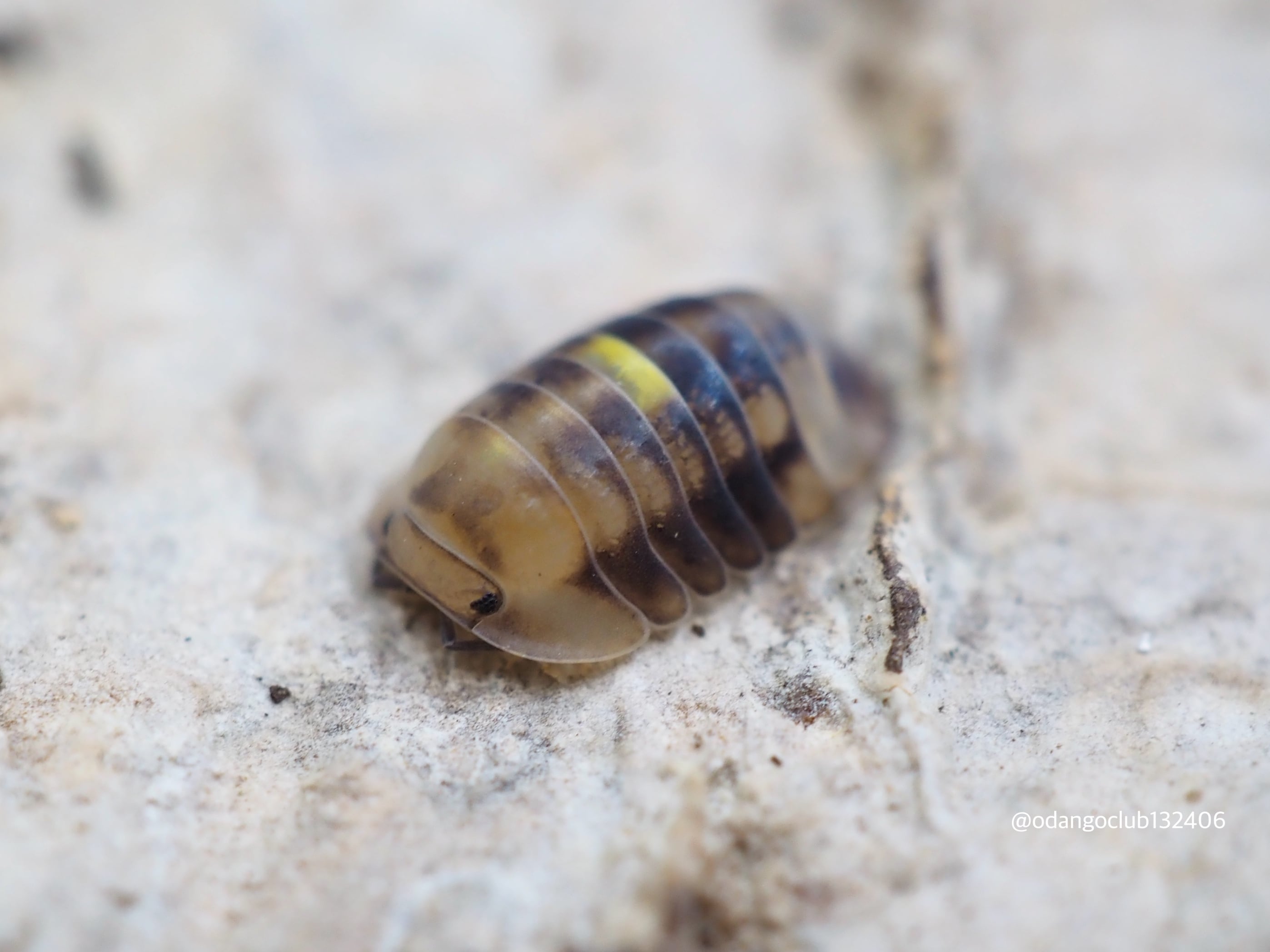 おだんごくらぶ