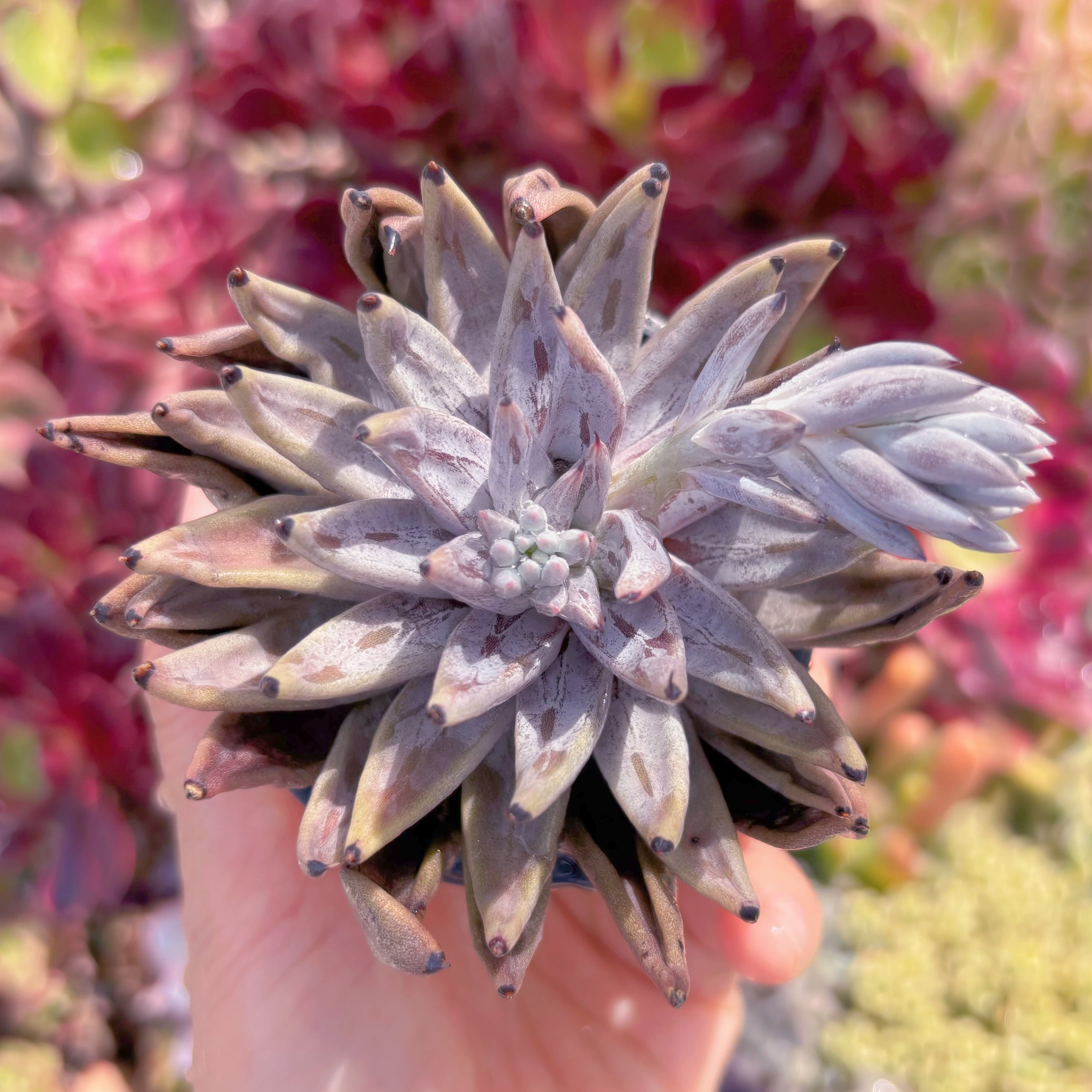 現品　魔爪#267　新入荷　るる農園