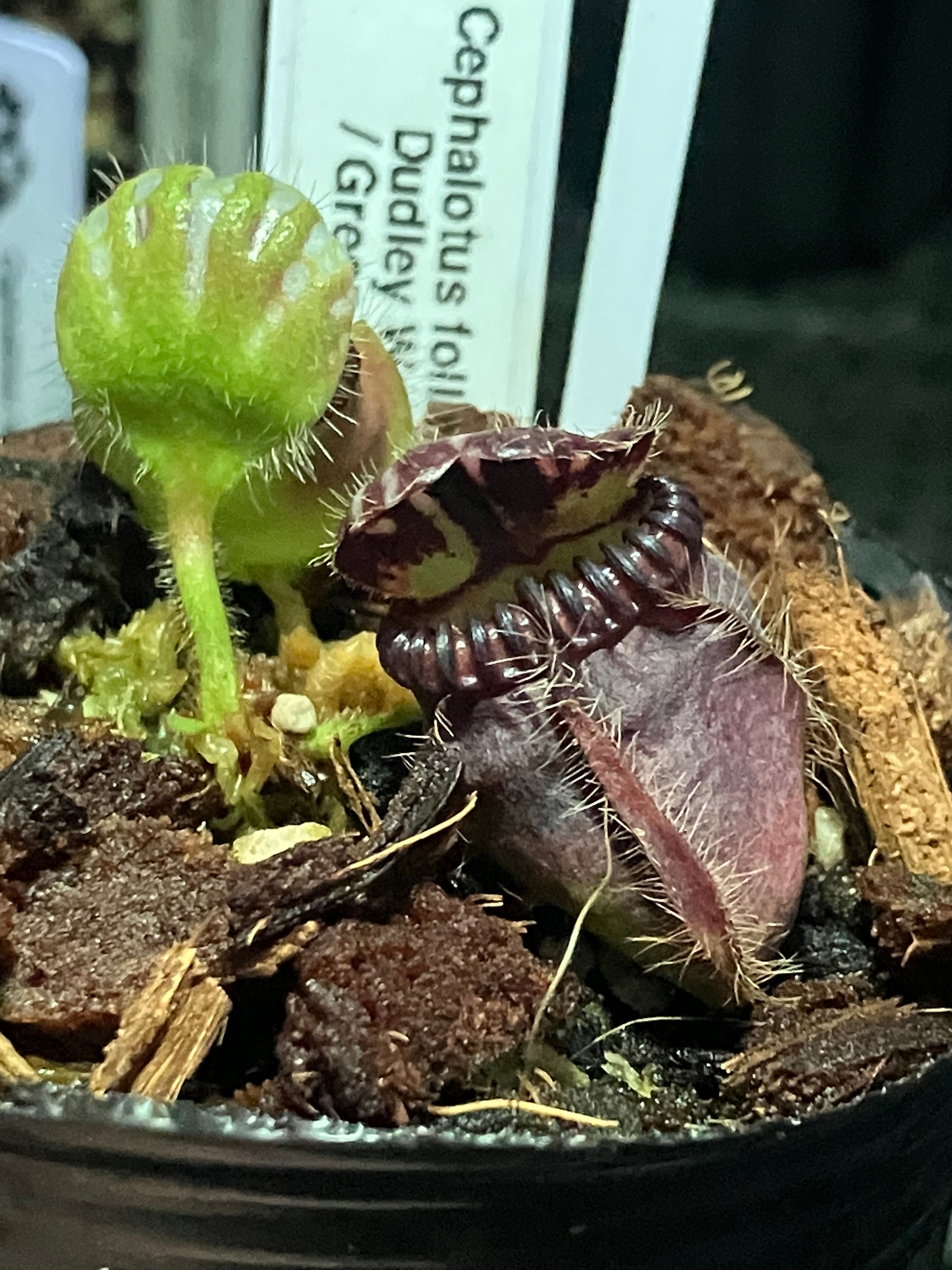 DY] Cephalotus follicularis Eden Black DS セファロタスフォリ