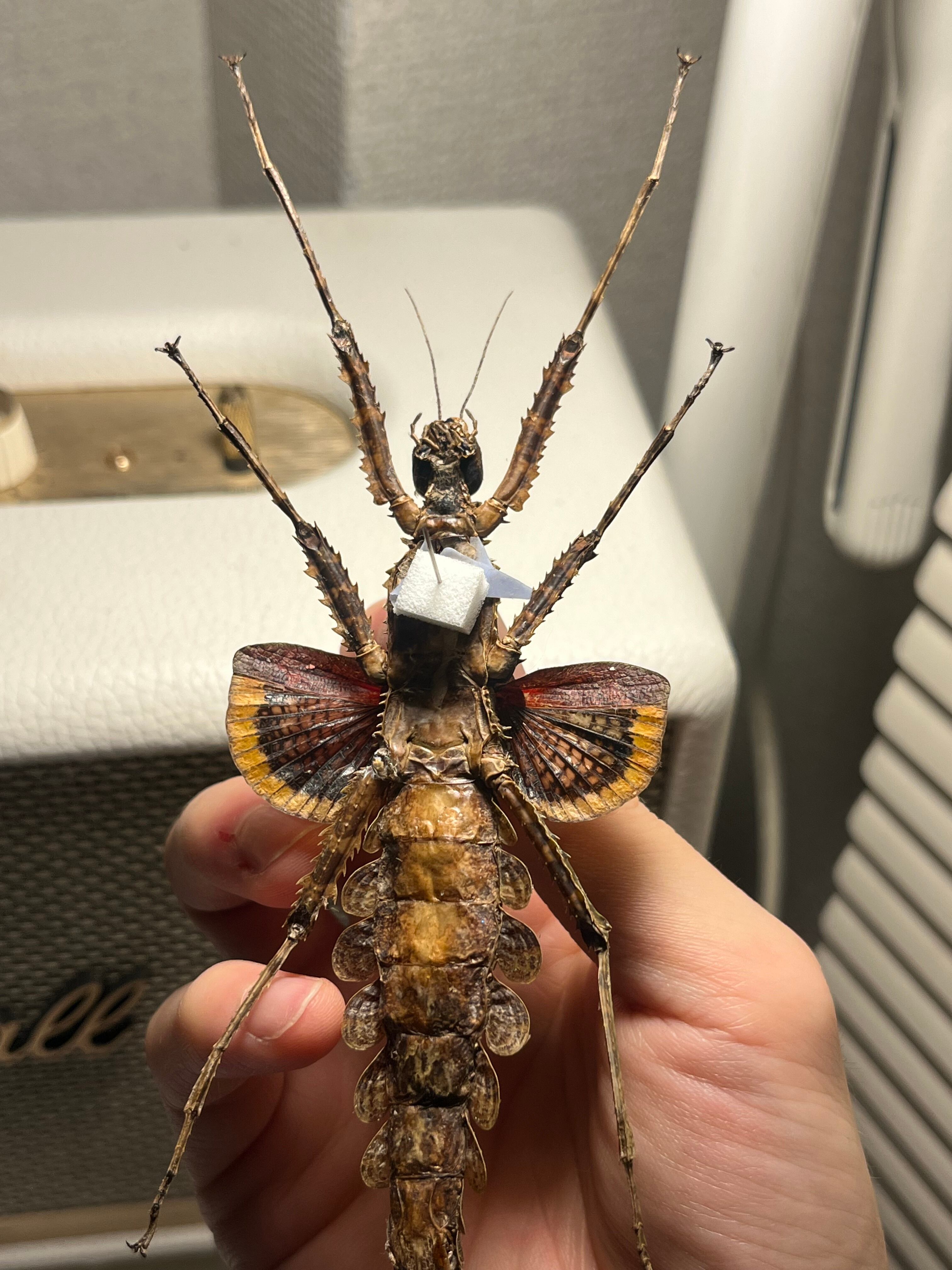 標本】Cotylosoma carlottaeナナフシ コノハムシ タランチュラカマキリ