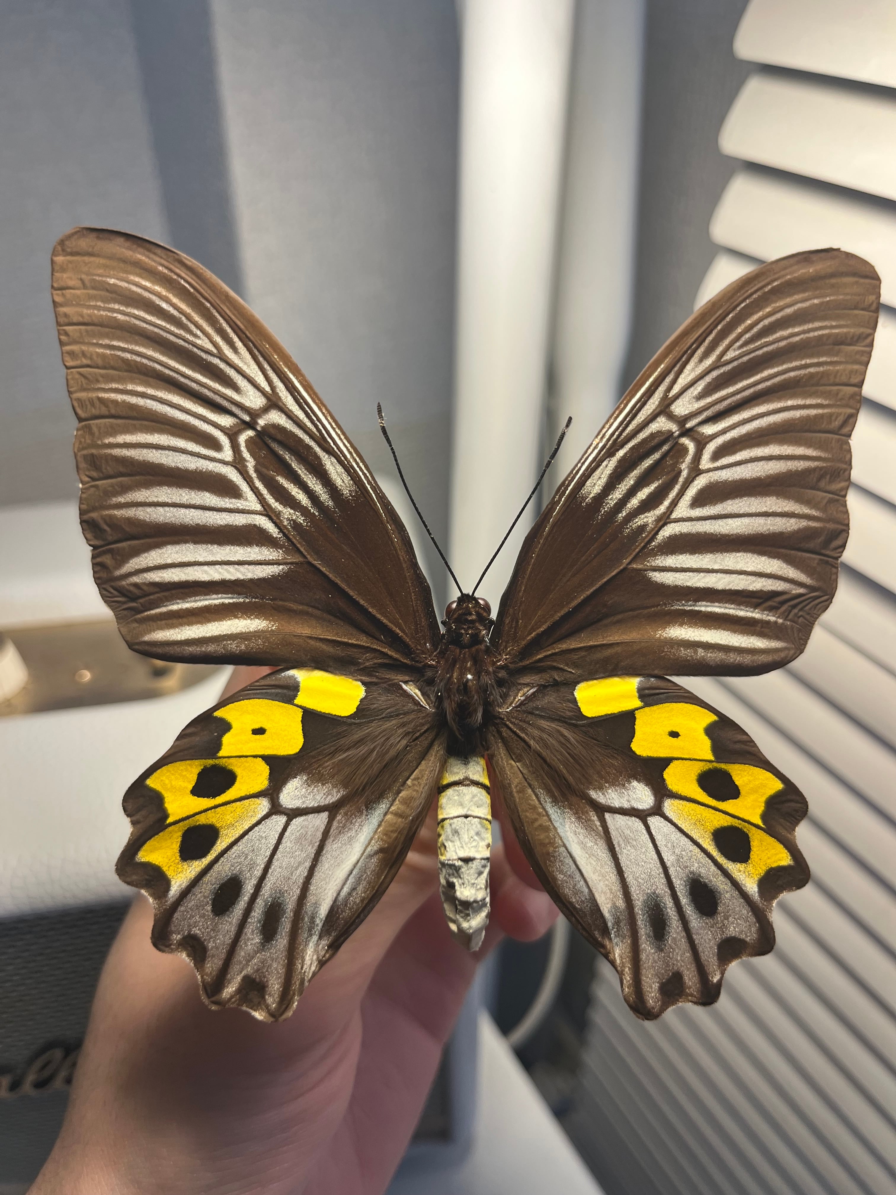 ベニスカシジャノメ アンドロメダスカシジャノメ ベニスカシジャノメ