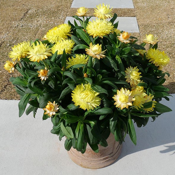 コロロ ジャンボ イエロー | 花のとびつか