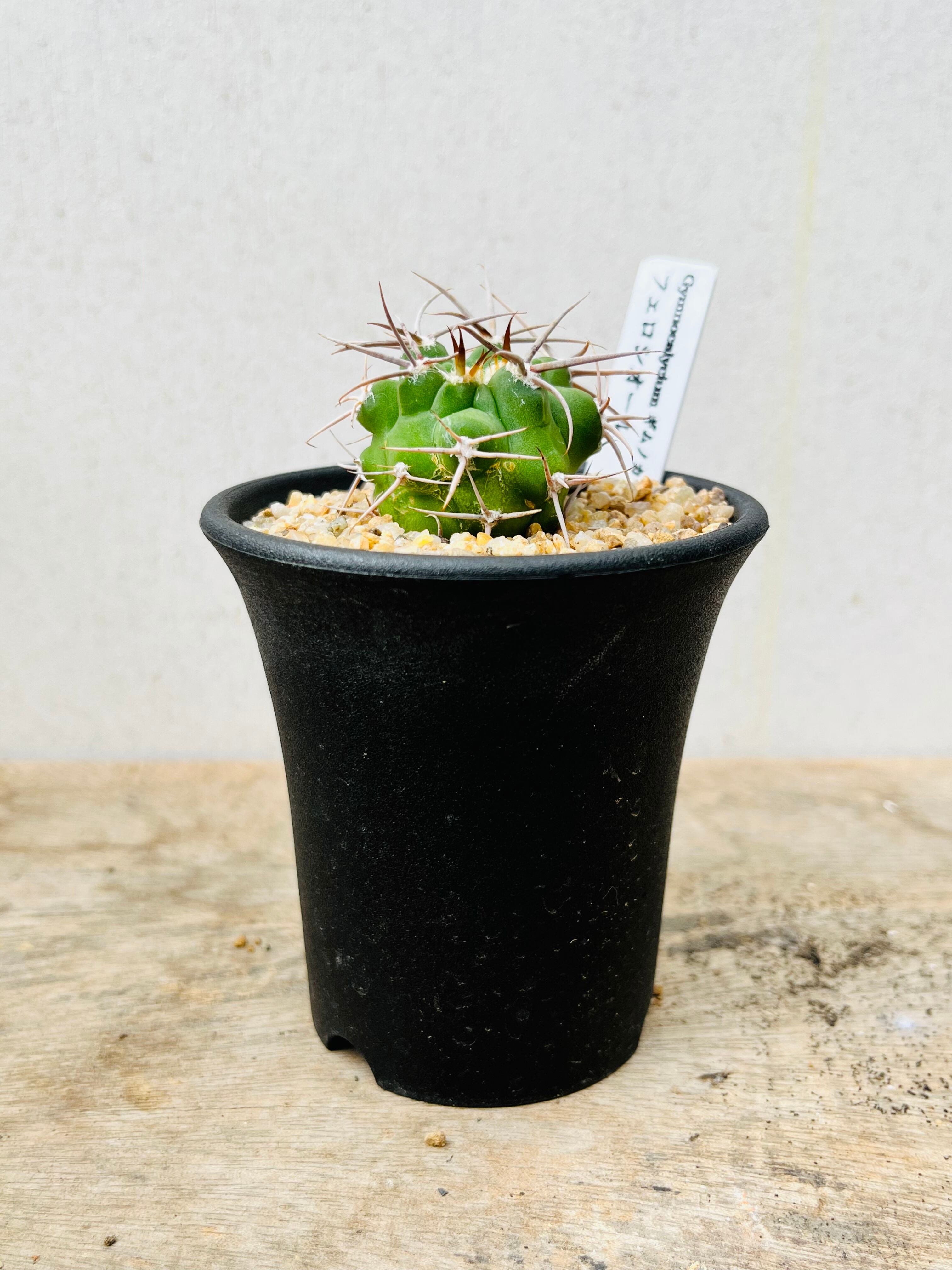 Gymnocalycium mostii ssp. ferocior ギムノカリキュウム フェロ