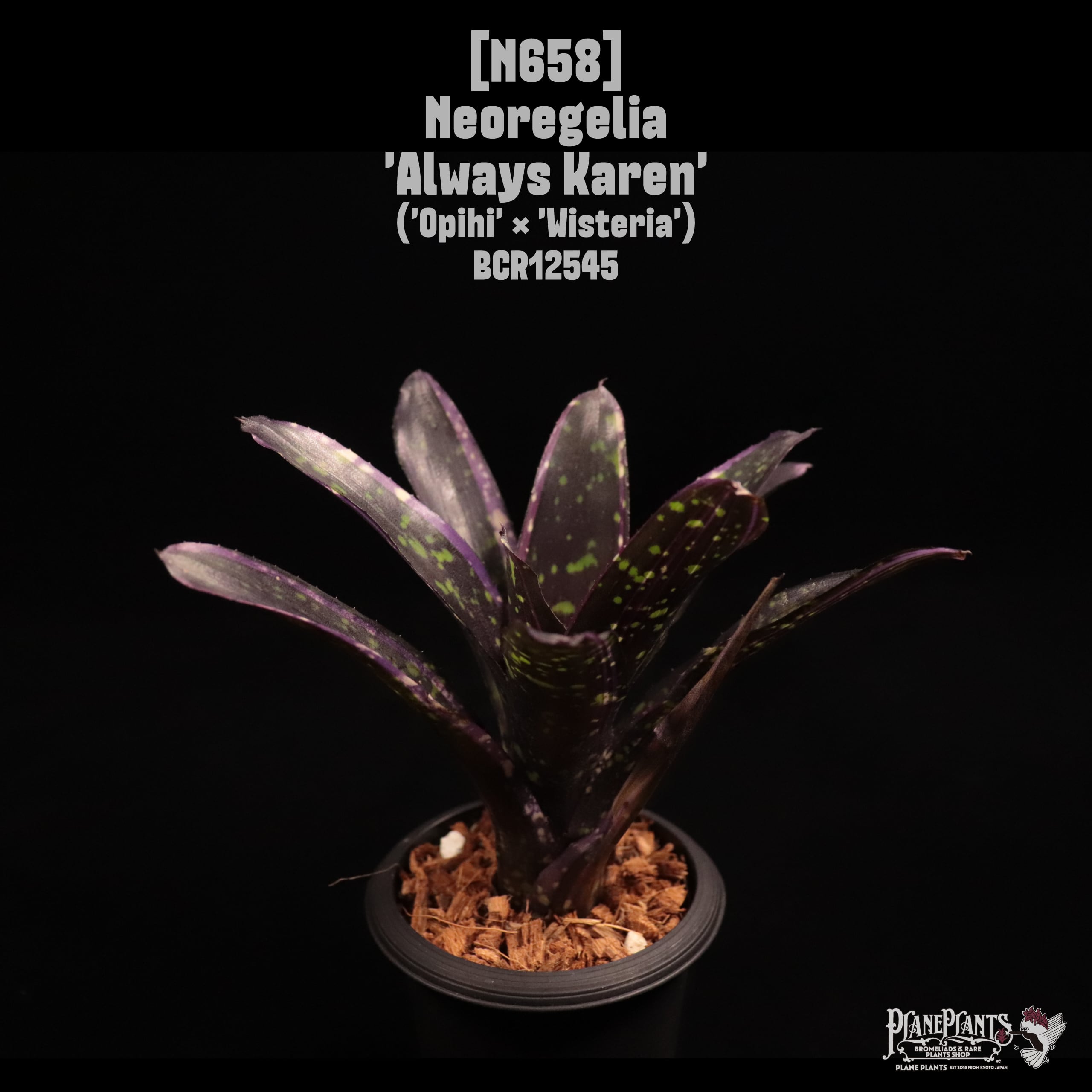 Lisa Vinzant Hybrid | plane plants