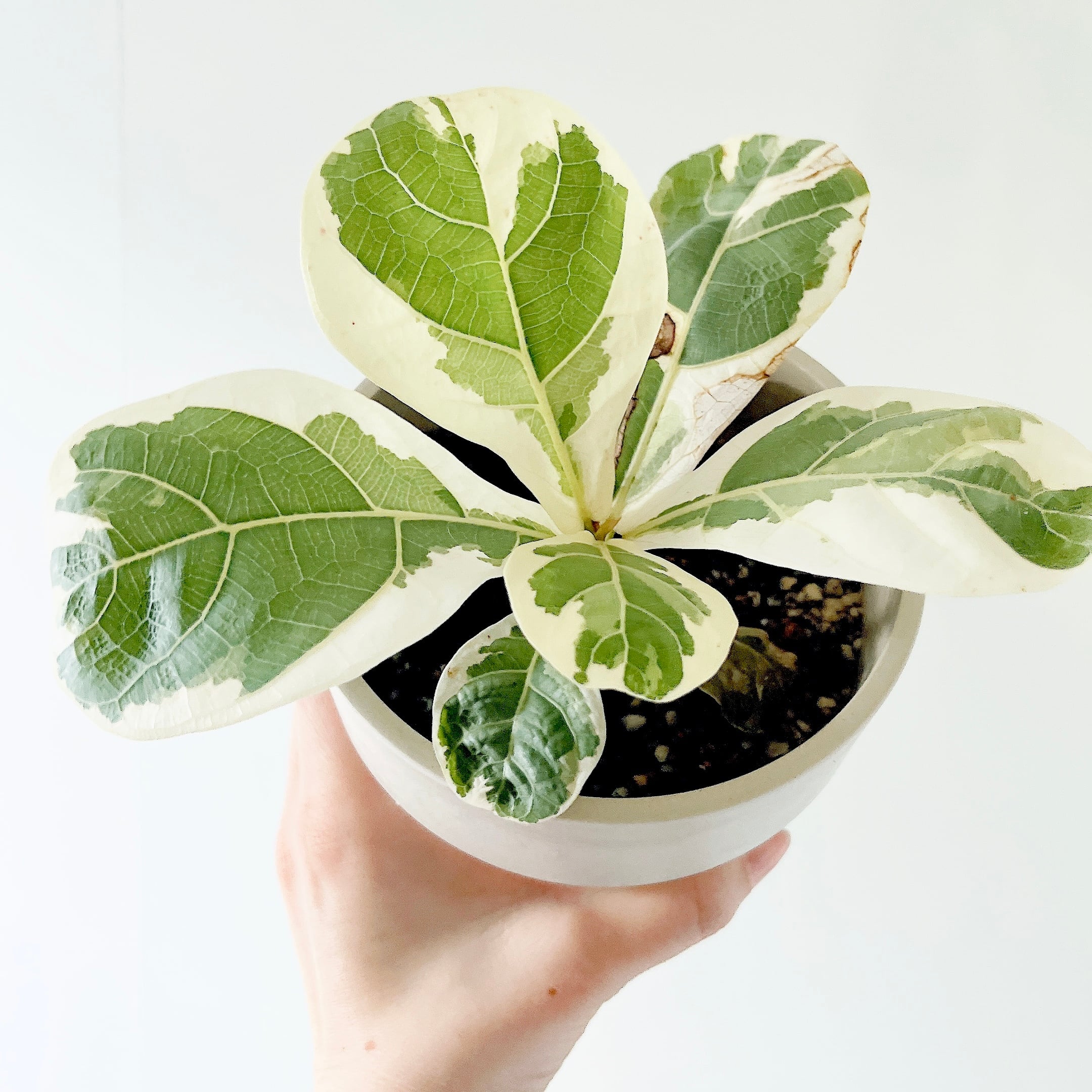 希少》フィカス リラータ イヴォンヌ 斑入り カシワバゴム 3.5号