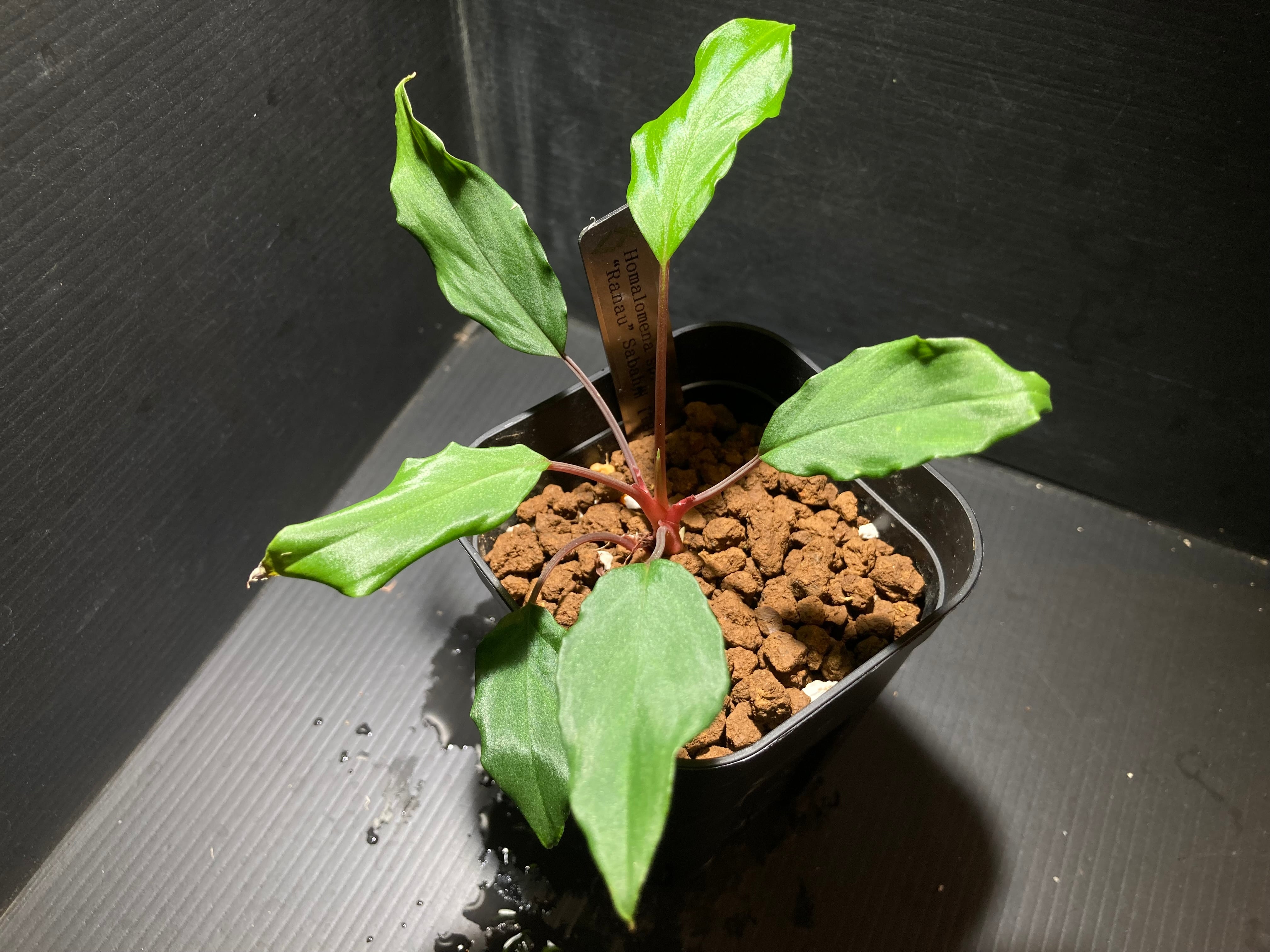 ウ*カ様 LAタグ付　ホマロメナ ホマロメナsp.“濡烏” Homalomena【LA0518-02】