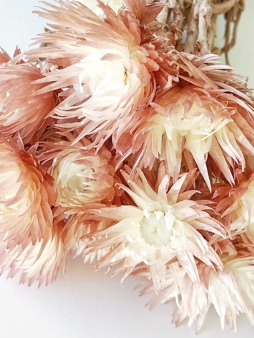 シェア花材☆ミニシルバーデージー ツートンモーブ