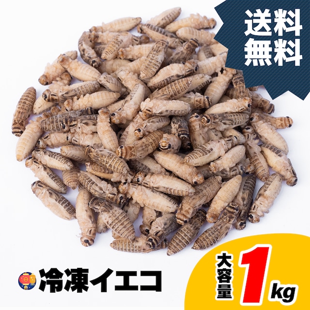 L 1kg 2.4-2.9cm程度 冷凍クロコ クロコオロギ | 冷凍コオロギ通販の 