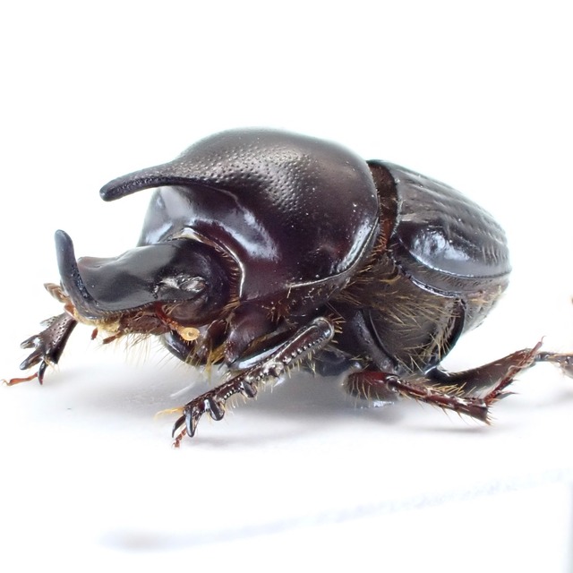 オーストラリア産 Onthophagus dunningi ♂ 8mm