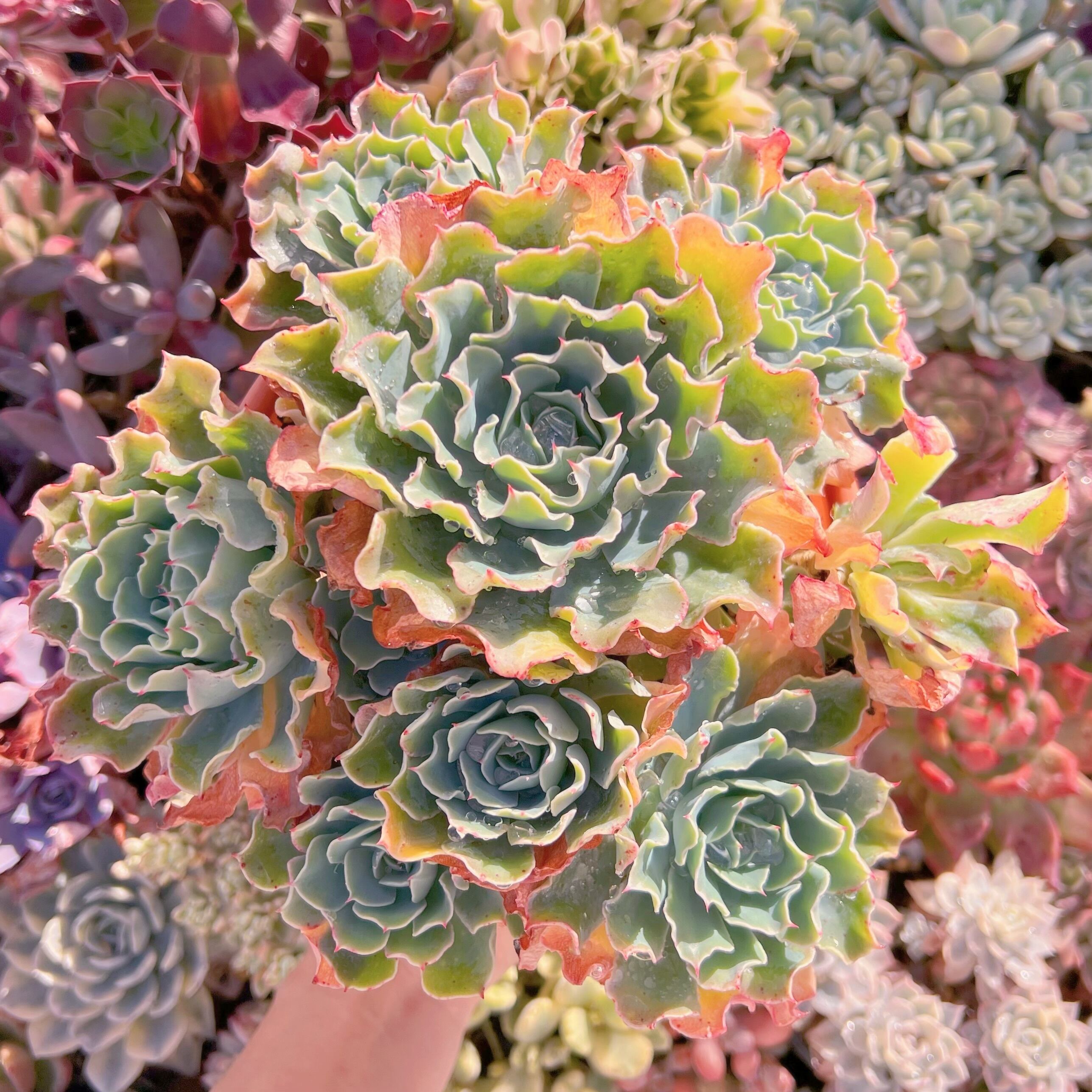 現品　Tsunami#622　新入荷　レア特特大群生約30cm    るる農園