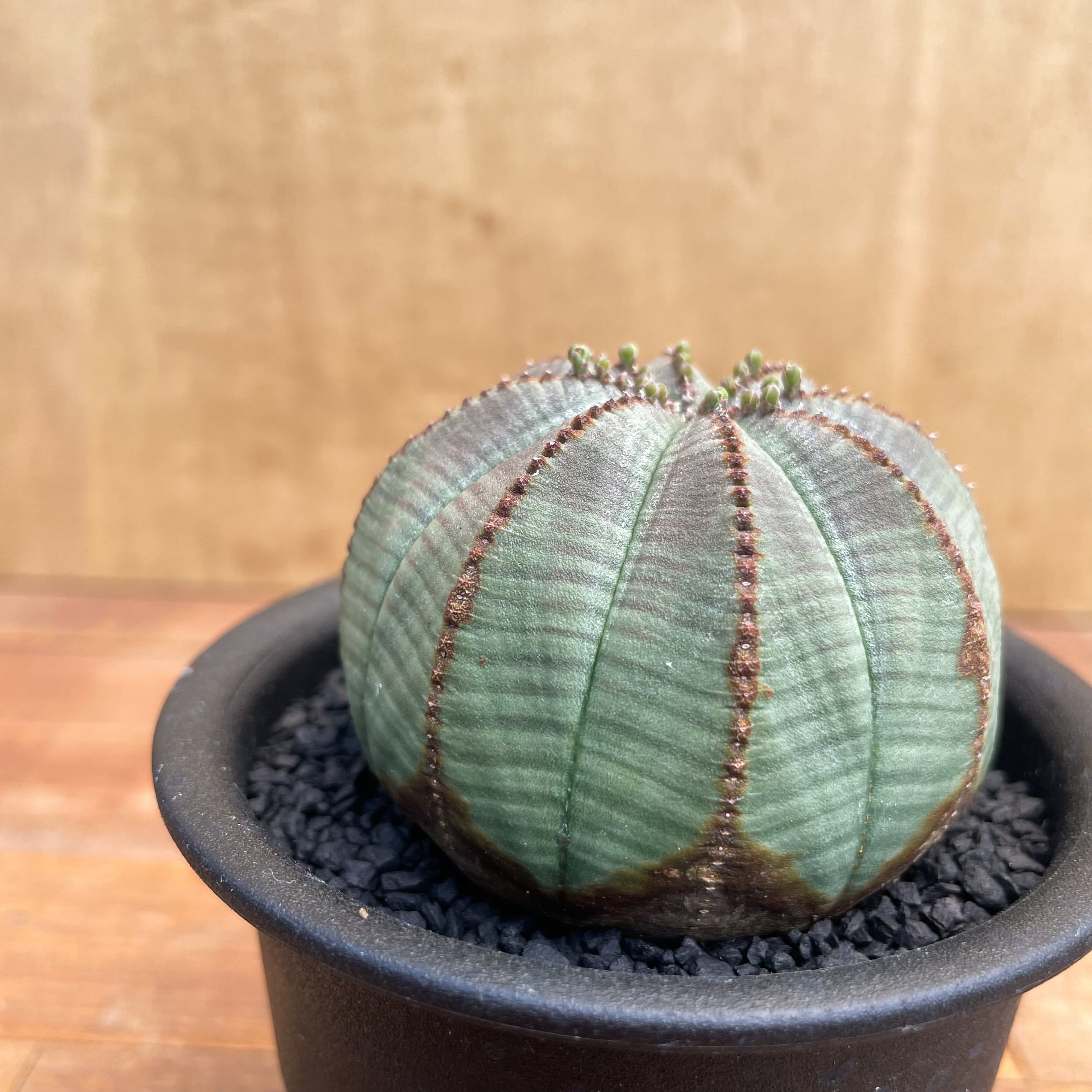 Ariocarpus fissuratusGodzilla 希少亀甲牡丹 ゴジラ のたうっ
