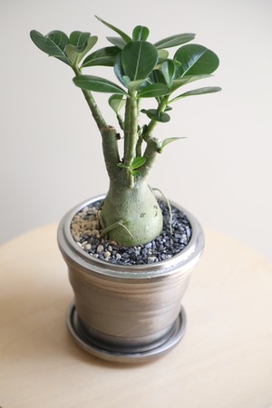 【S】アデニウム アラビカム/Adenium arabicum