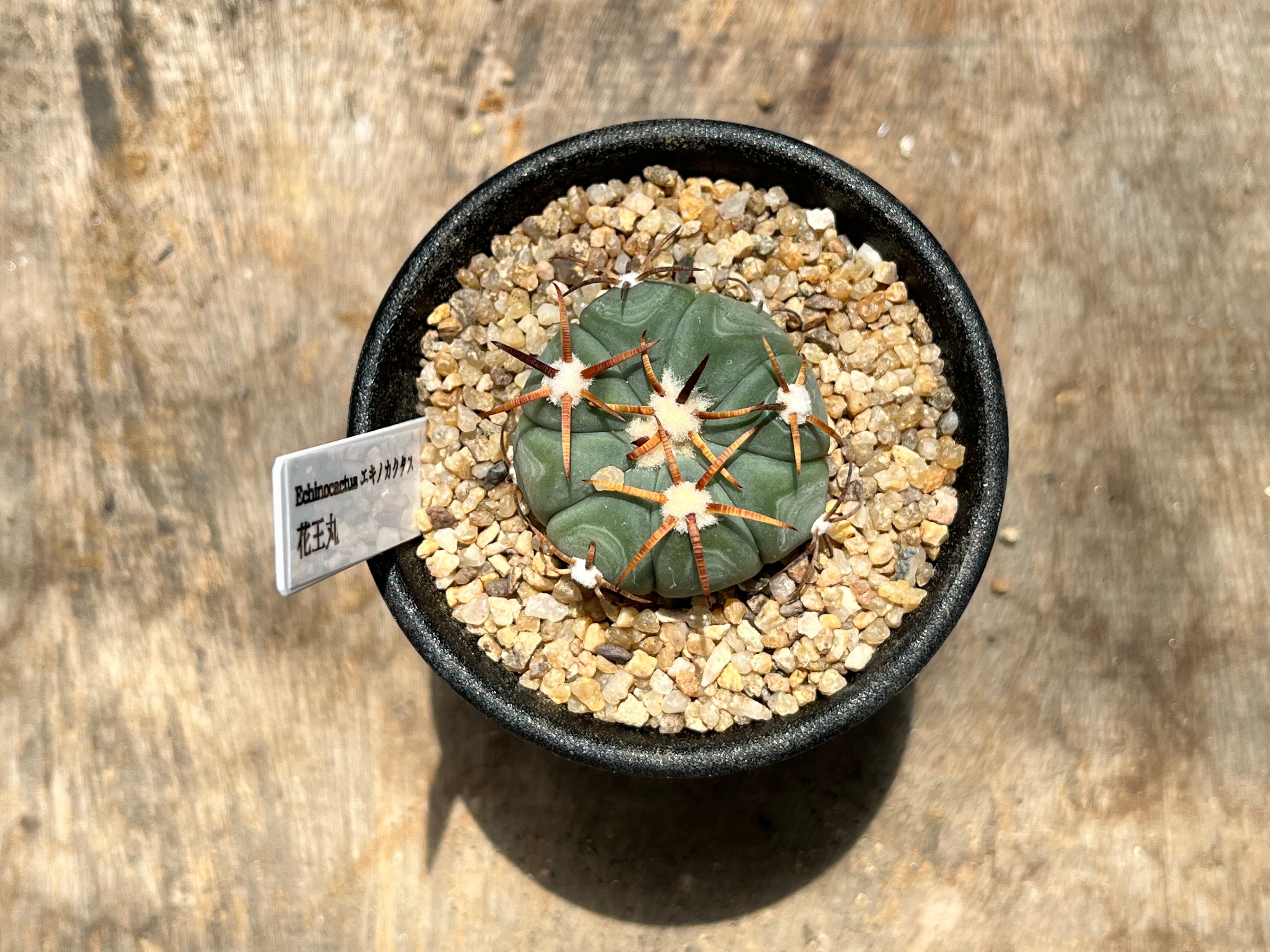 Echinocactus horizonthalonius エキノカクタス 花王丸 サボテン | PAY ID