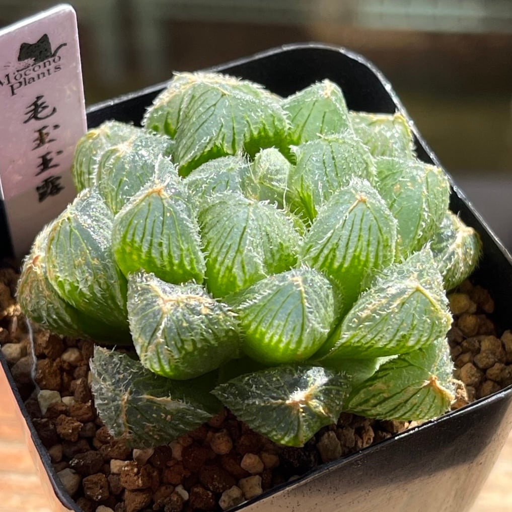 ハオルチア 毛玉玉露① | mocono_plants