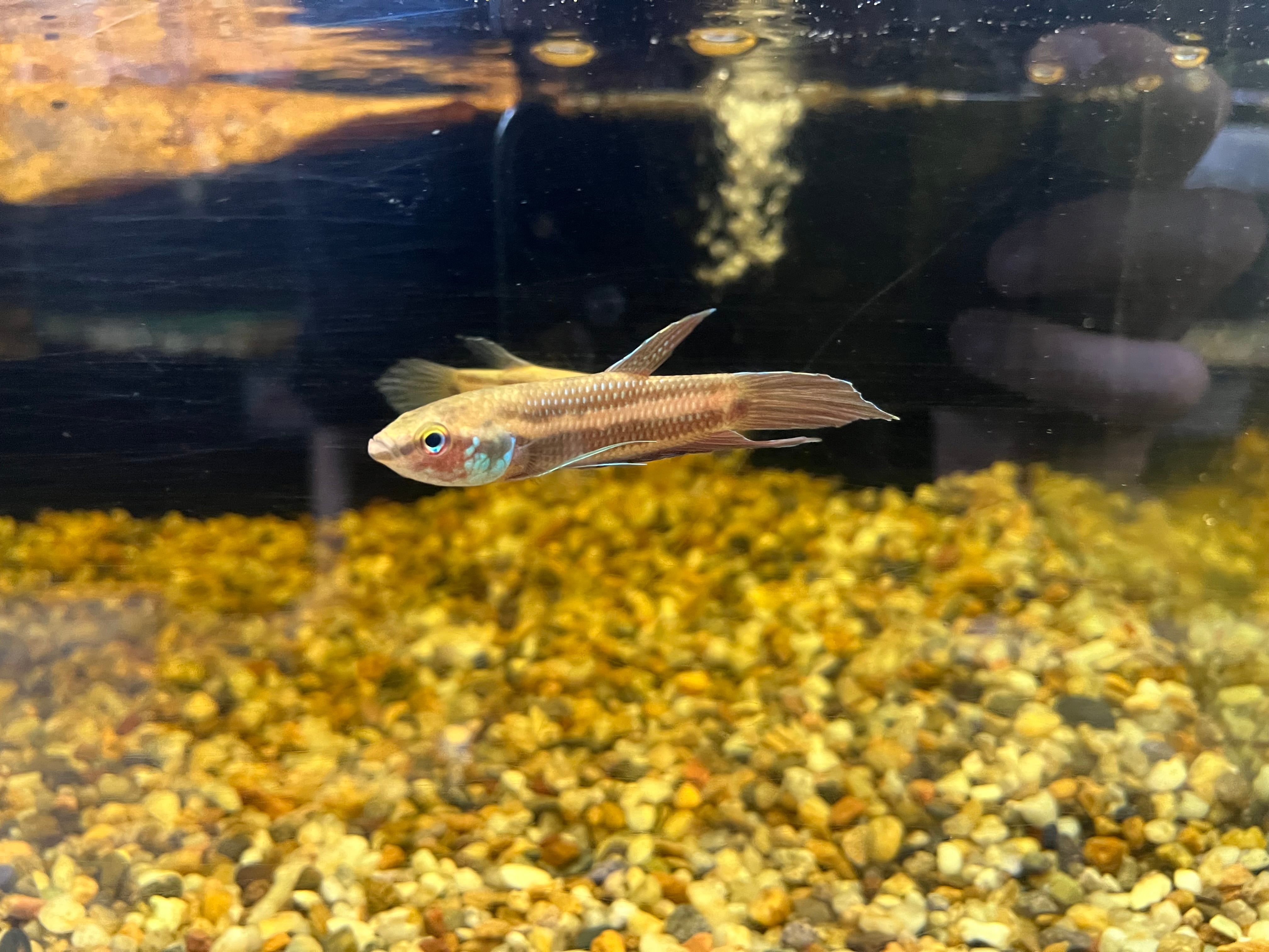 ペア】インドネシア直輸入便WILDベタフスカ5-7cm | アクアショップ
