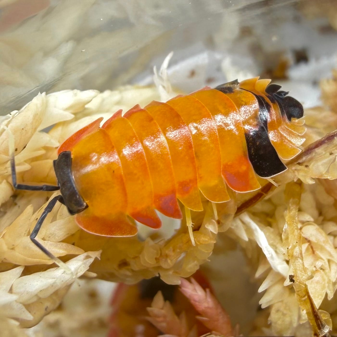 ダンゴムシ | 昆虫ショップ BUG FOREST 【カブト、クワガタ